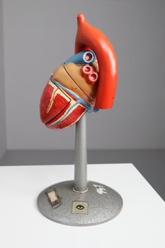 Large Anatomical Teaching Model "Heart" Germany, 1940s