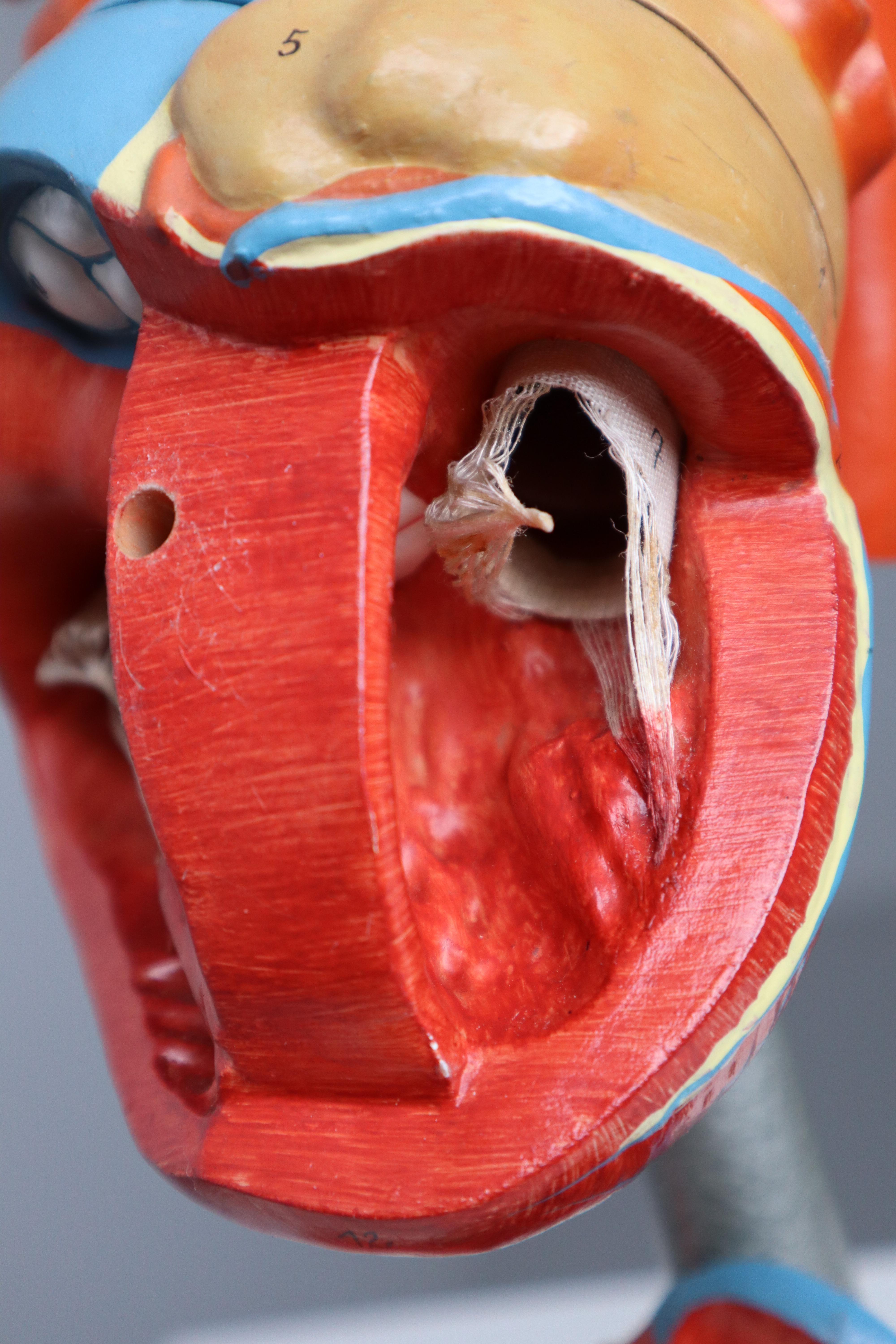 Large Anatomical Teaching Model 