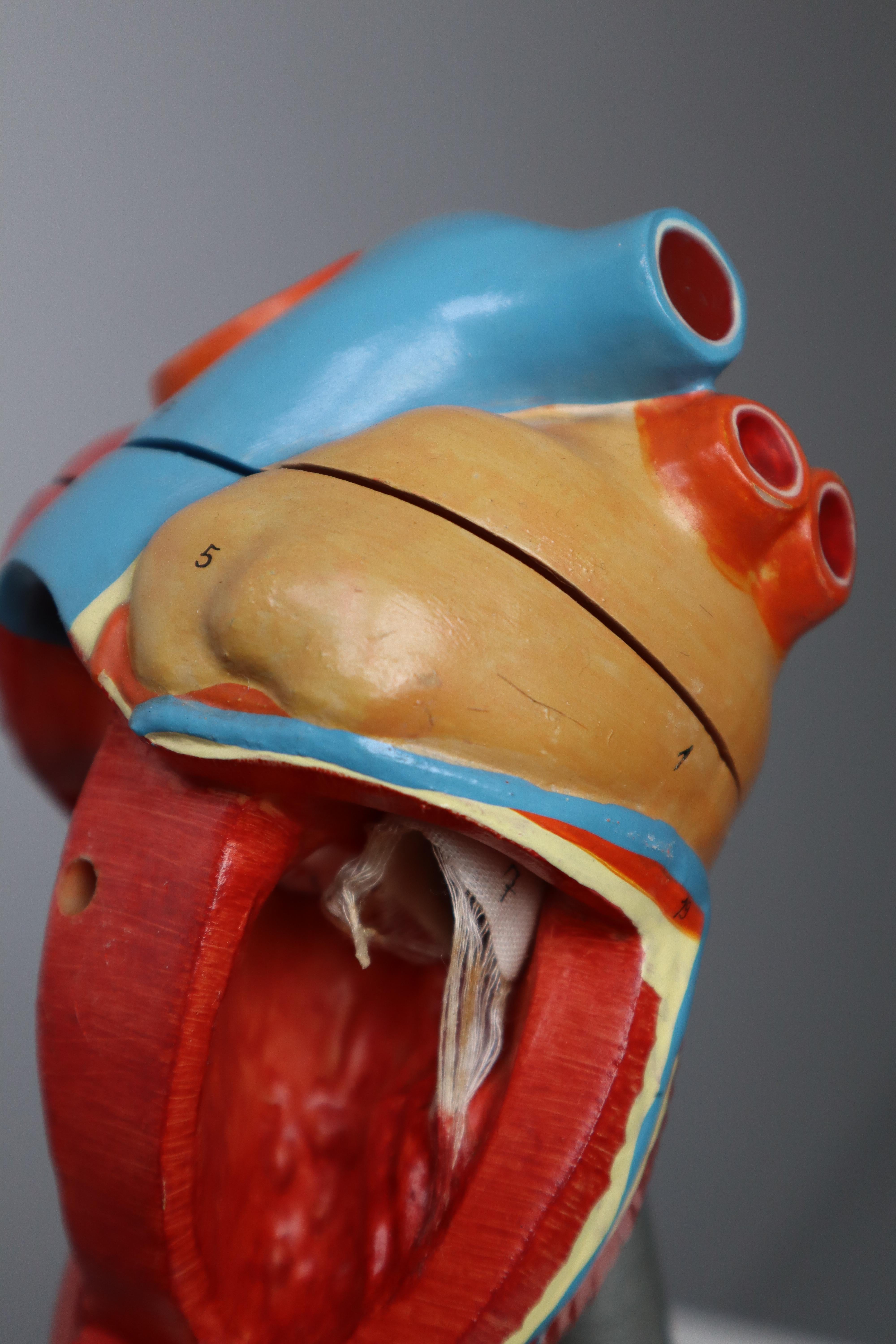 Large Anatomical Teaching Model 