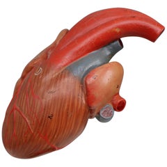 Large Anatomical Teaching Model "Rana Corde", Germany, 1950s