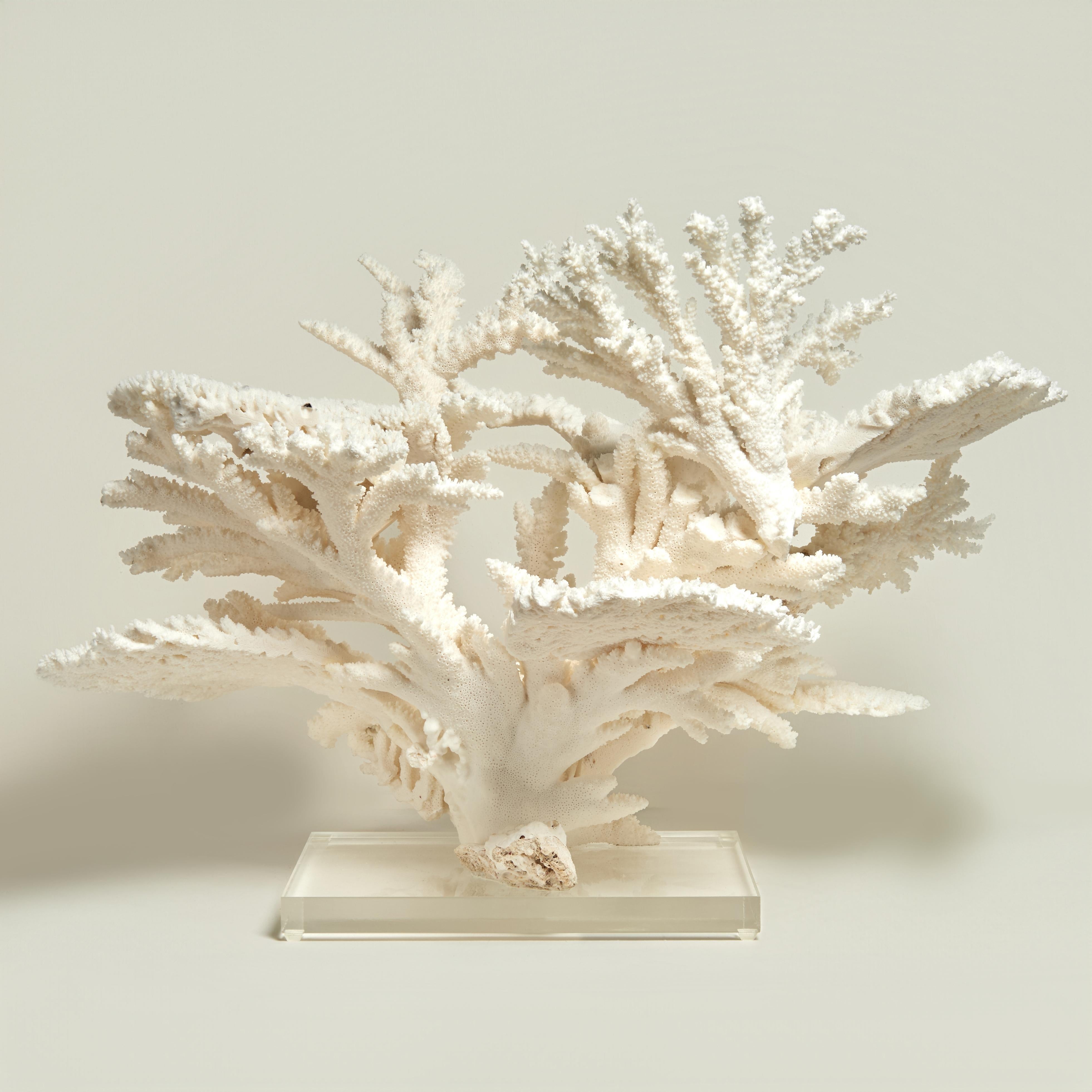 Large and Impressive Branch and Table Coral Sculpture on Lucite For Sale 2