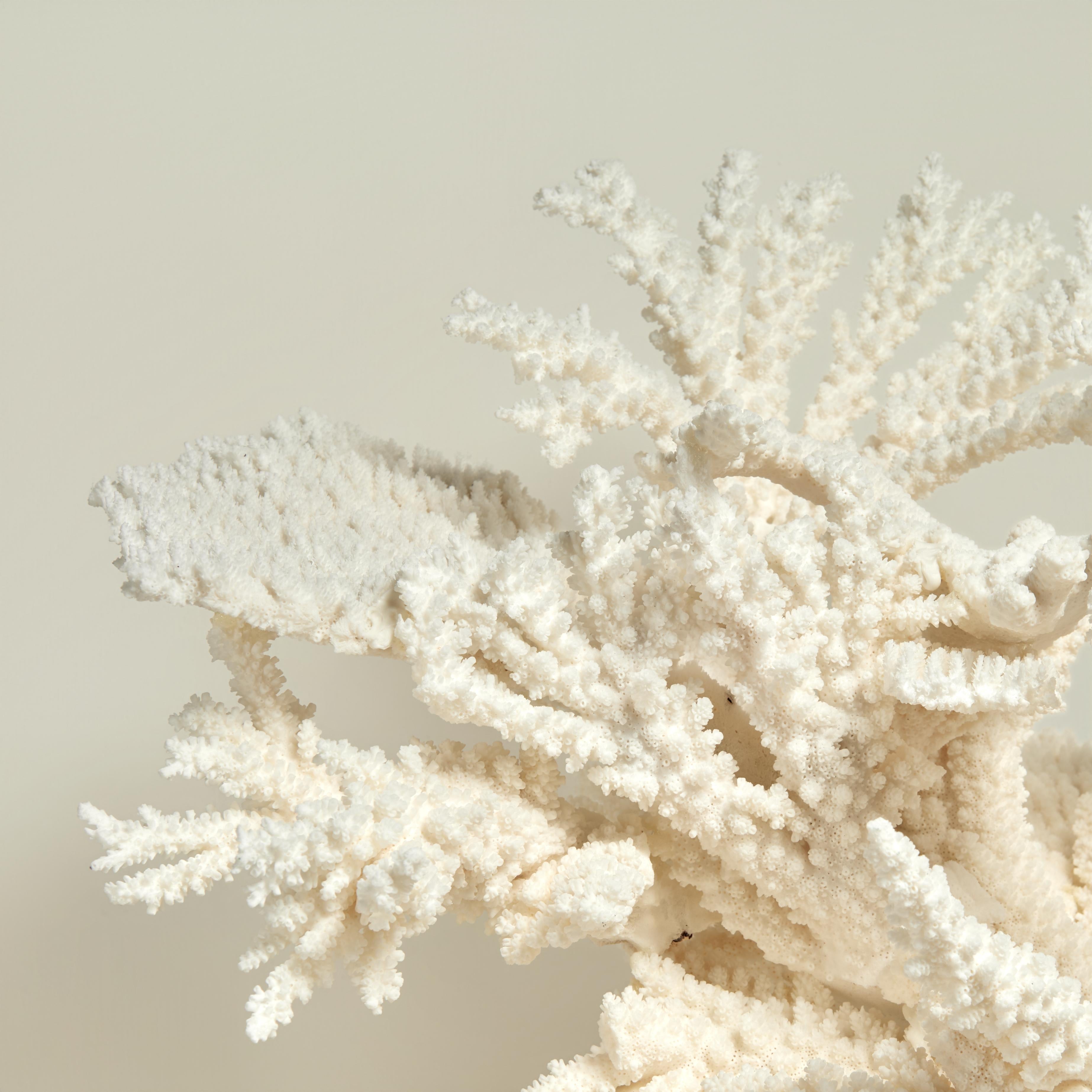 Large and impressive branch and table coral assemblage hand crafted in sustainable specimens with mother nature's sea inspired colors and forms. Presented on a lucite base to enhance its sculptural elements. This piece cannot be shipped outside of