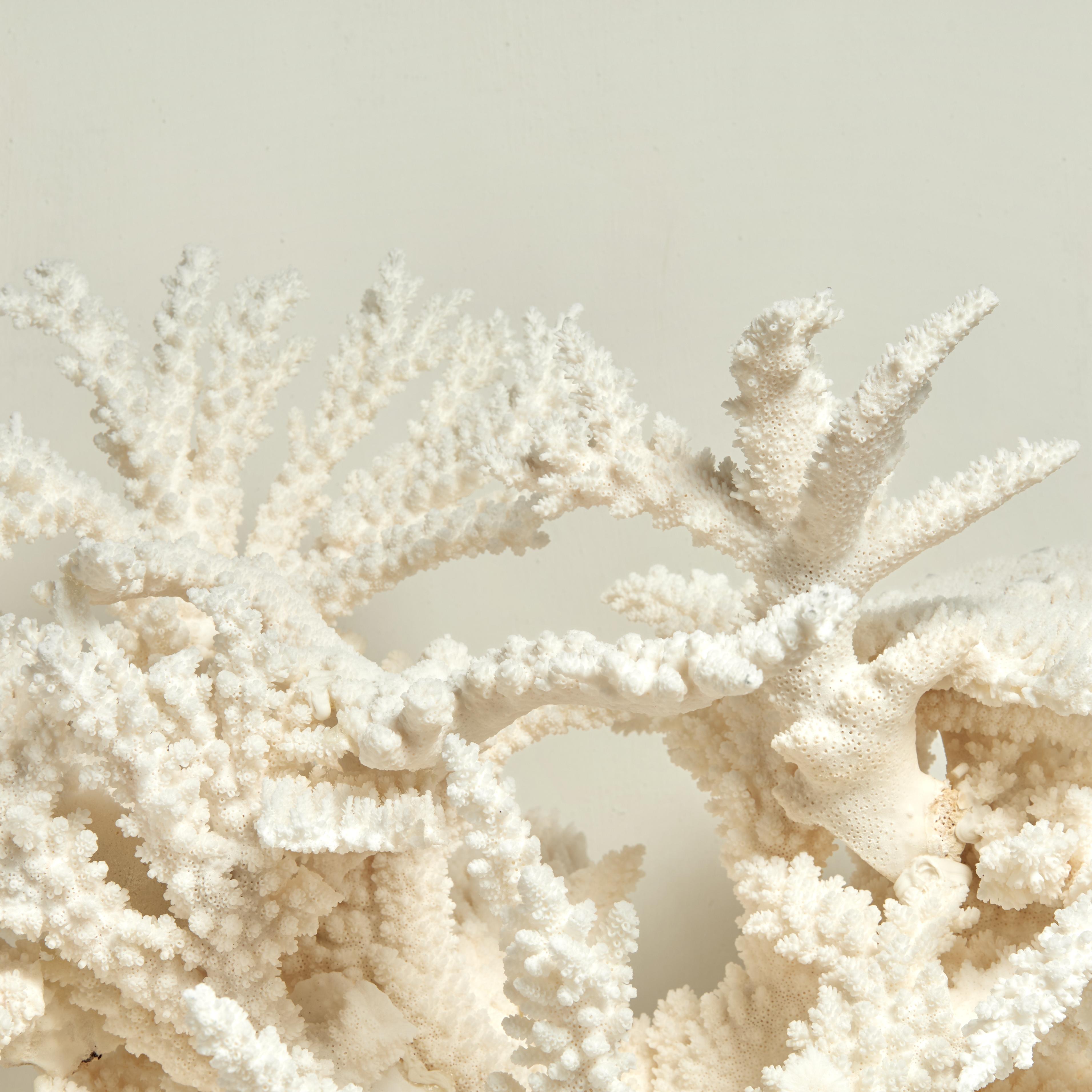 Mid-Century Modern Large and Impressive Branch and Table Coral Sculpture on Lucite For Sale