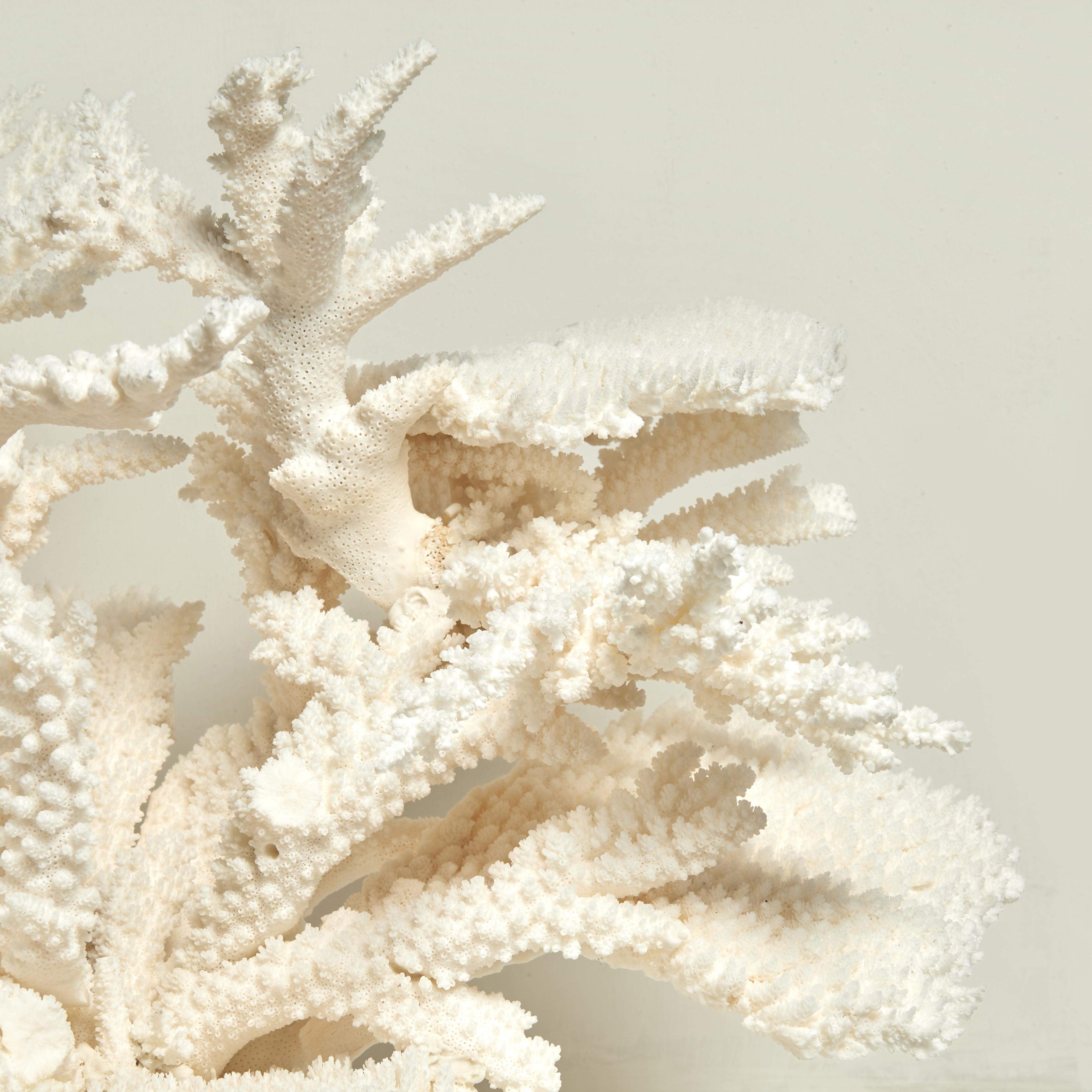 Solomon Islands Large and Impressive Branch and Table Coral Sculpture on Lucite For Sale