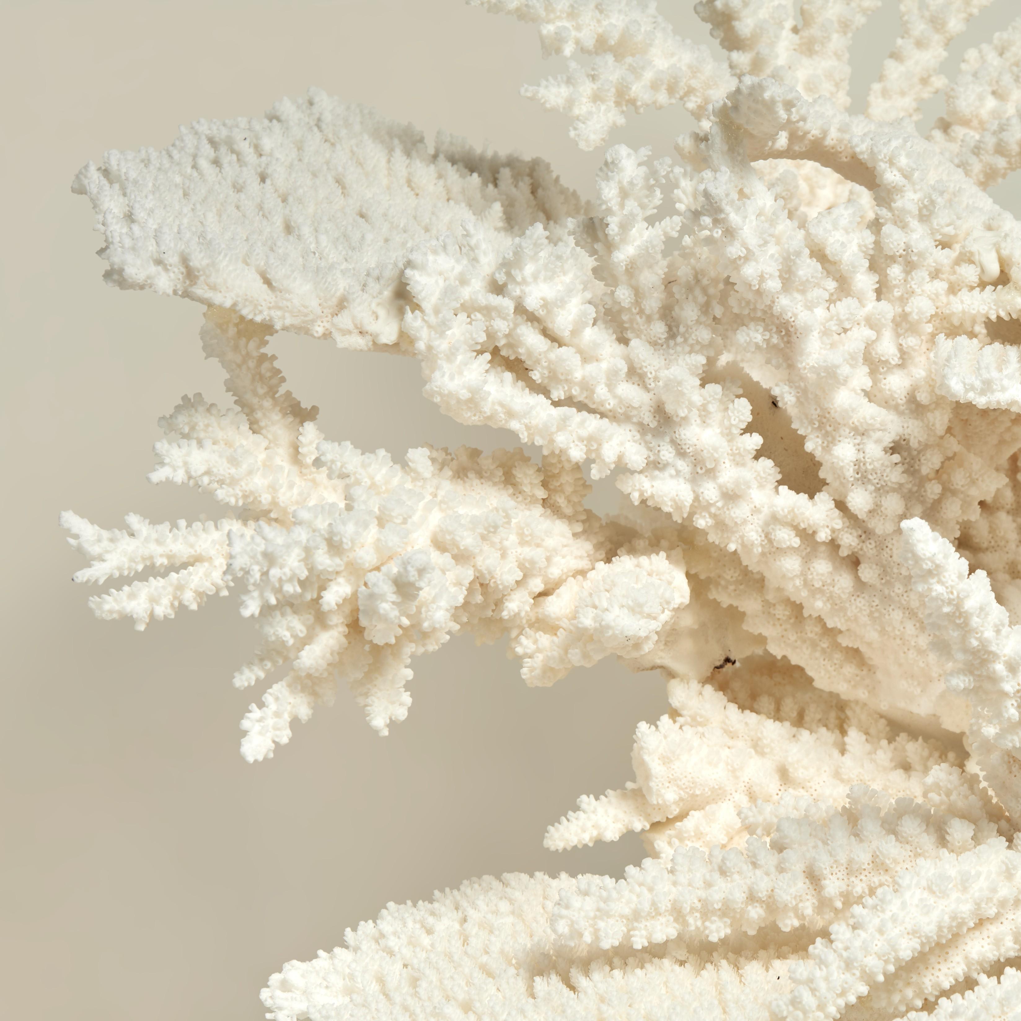 Hand-Crafted Large and Impressive Branch and Table Coral Sculpture on Lucite For Sale