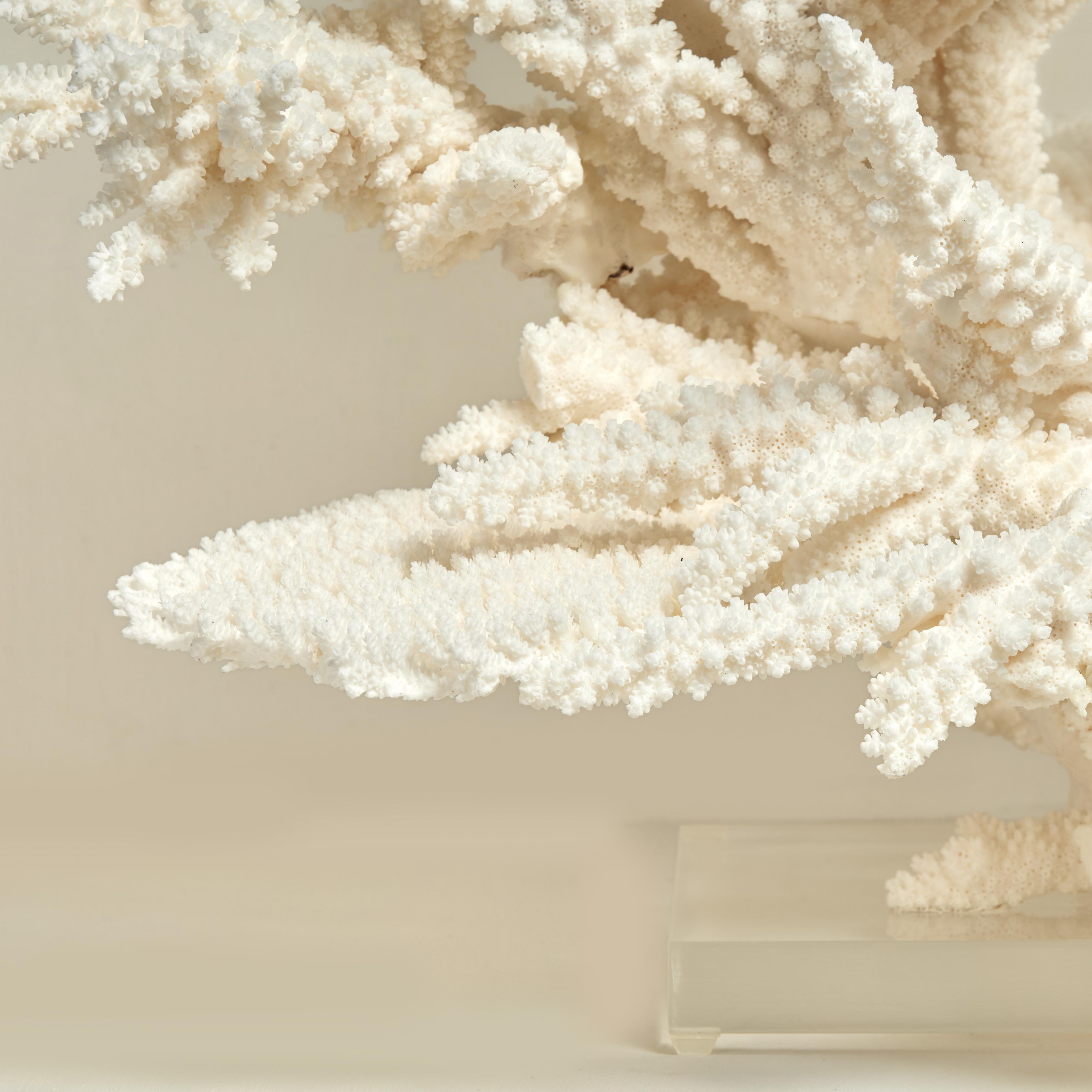 Large and Impressive Branch and Table Coral Sculpture on Lucite In Good Condition For Sale In Palm Beach, FL