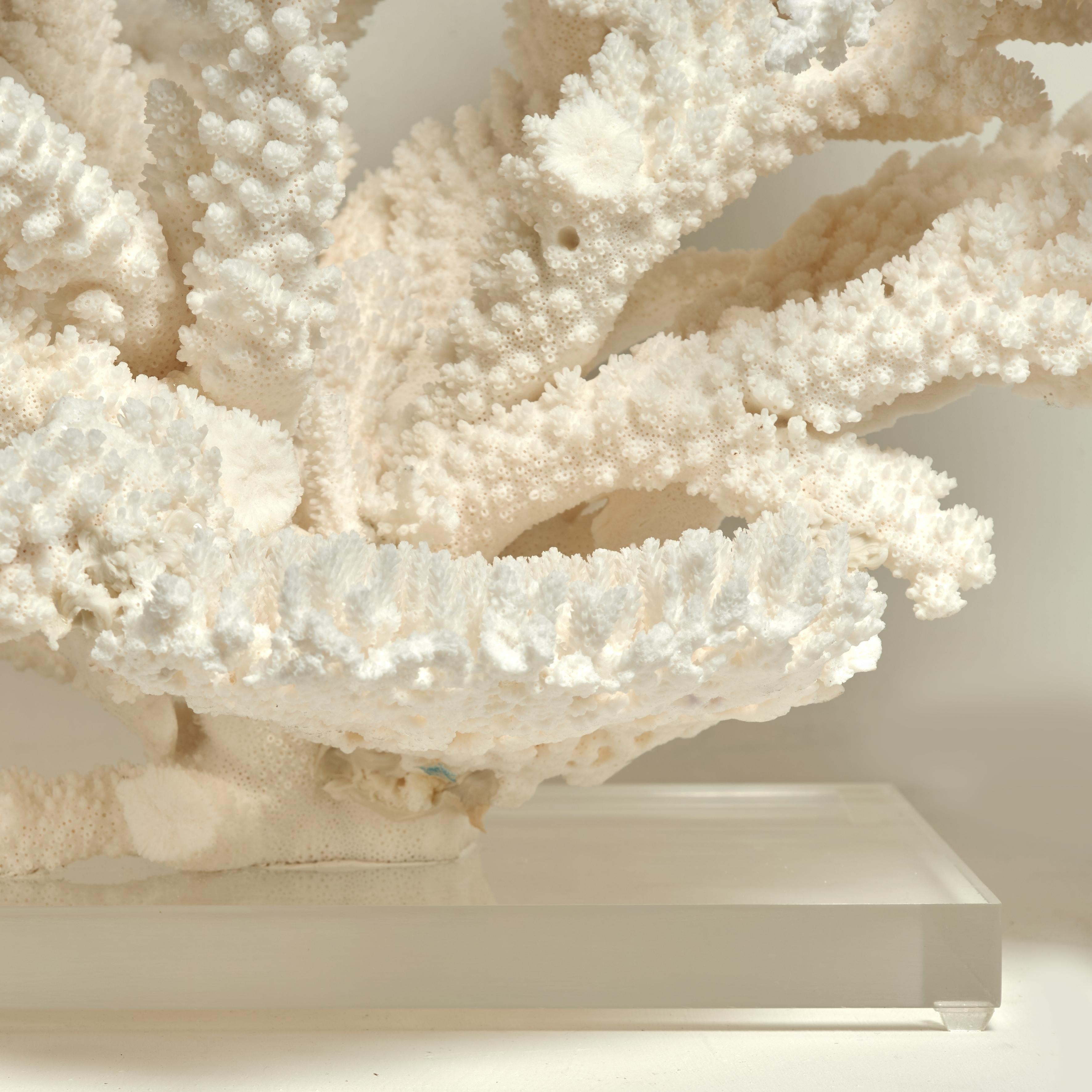 Contemporary Large and Impressive Branch and Table Coral Sculpture on Lucite For Sale