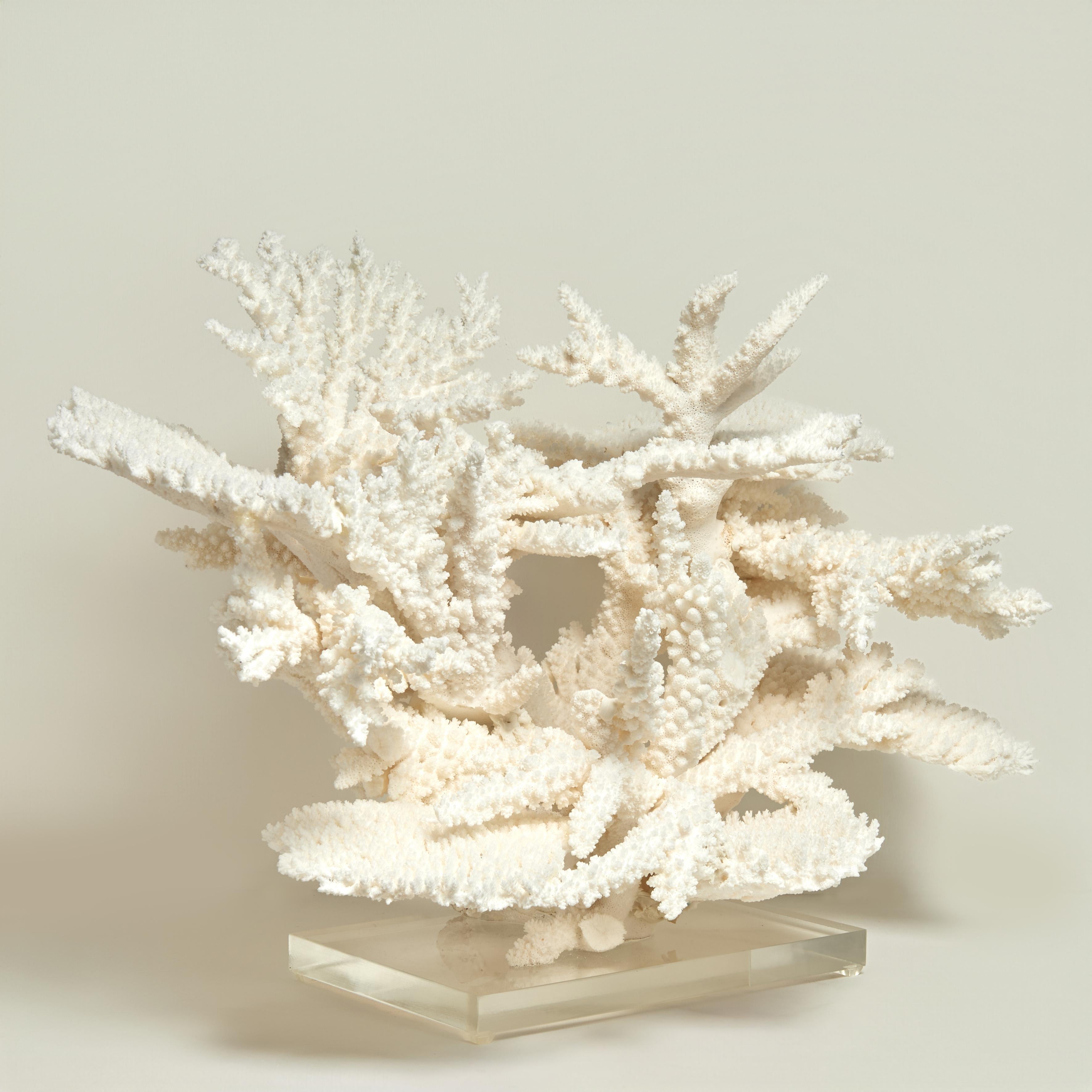 Organic Material Large and Impressive Branch and Table Coral Sculpture on Lucite For Sale