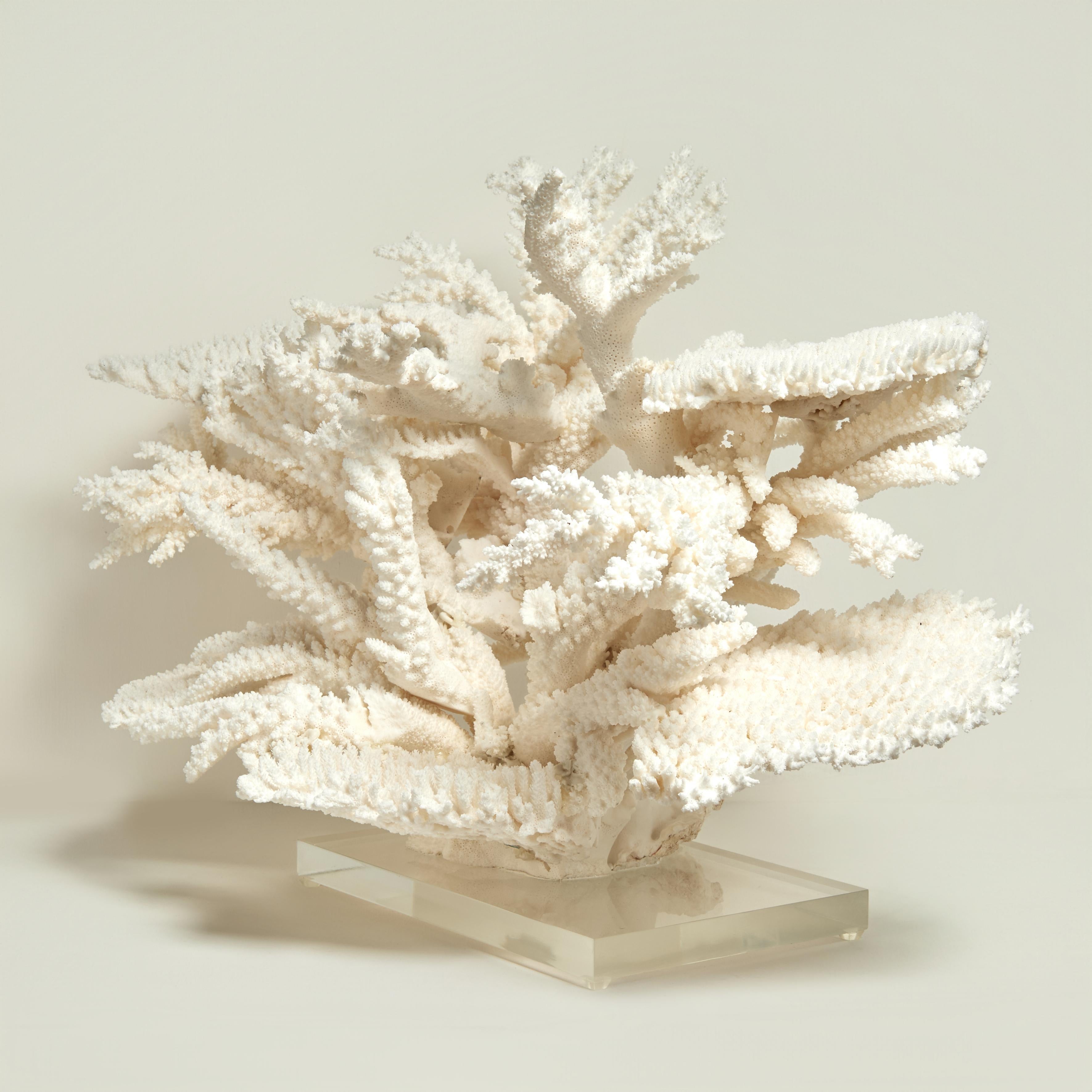 Large and Impressive Branch and Table Coral Sculpture on Lucite For Sale 1