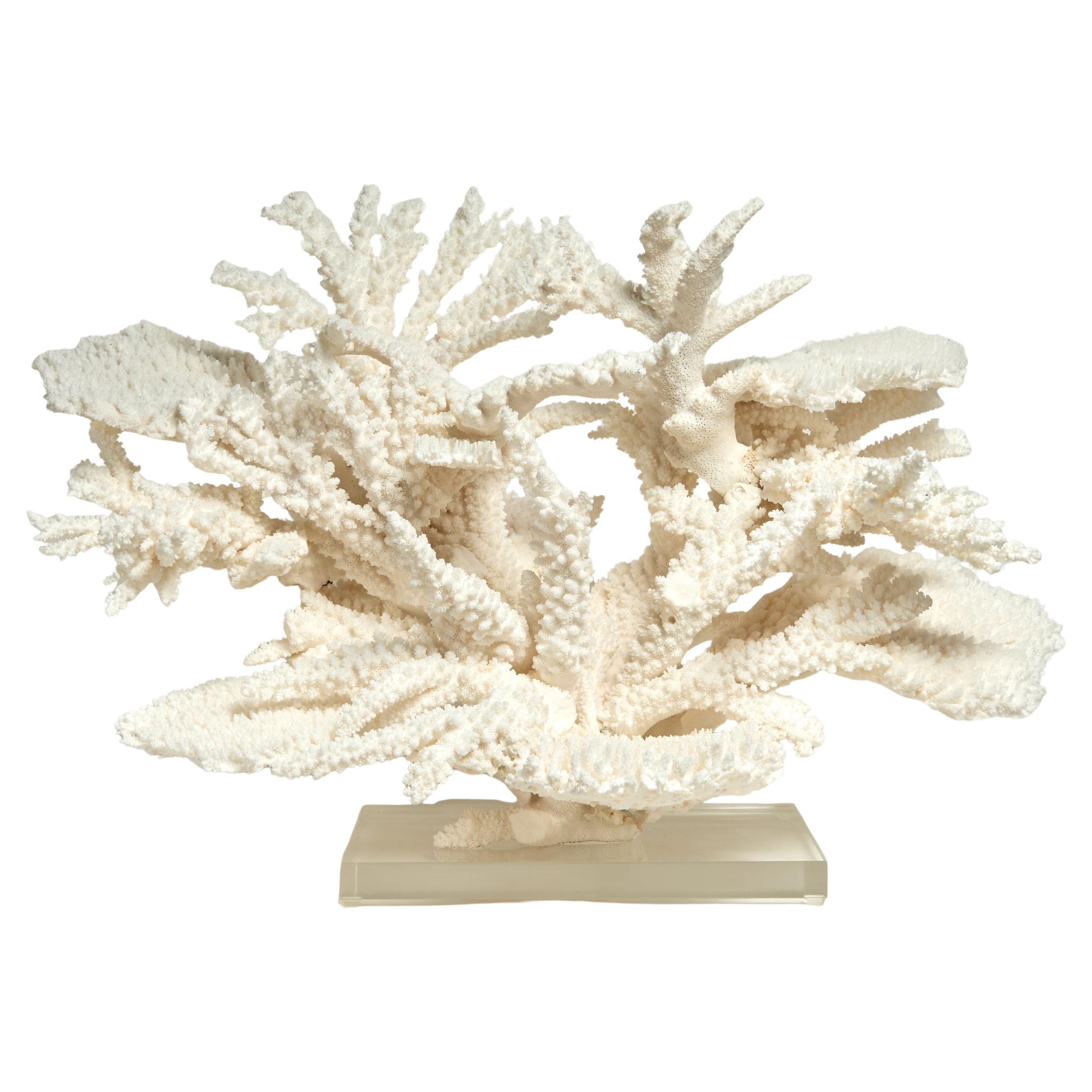 Large and Impressive Branch and Table Coral Sculpture on Lucite For Sale
