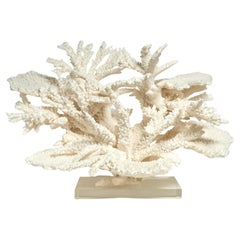 Large and Impressive Branch and Table Coral Sculpture on Lucite