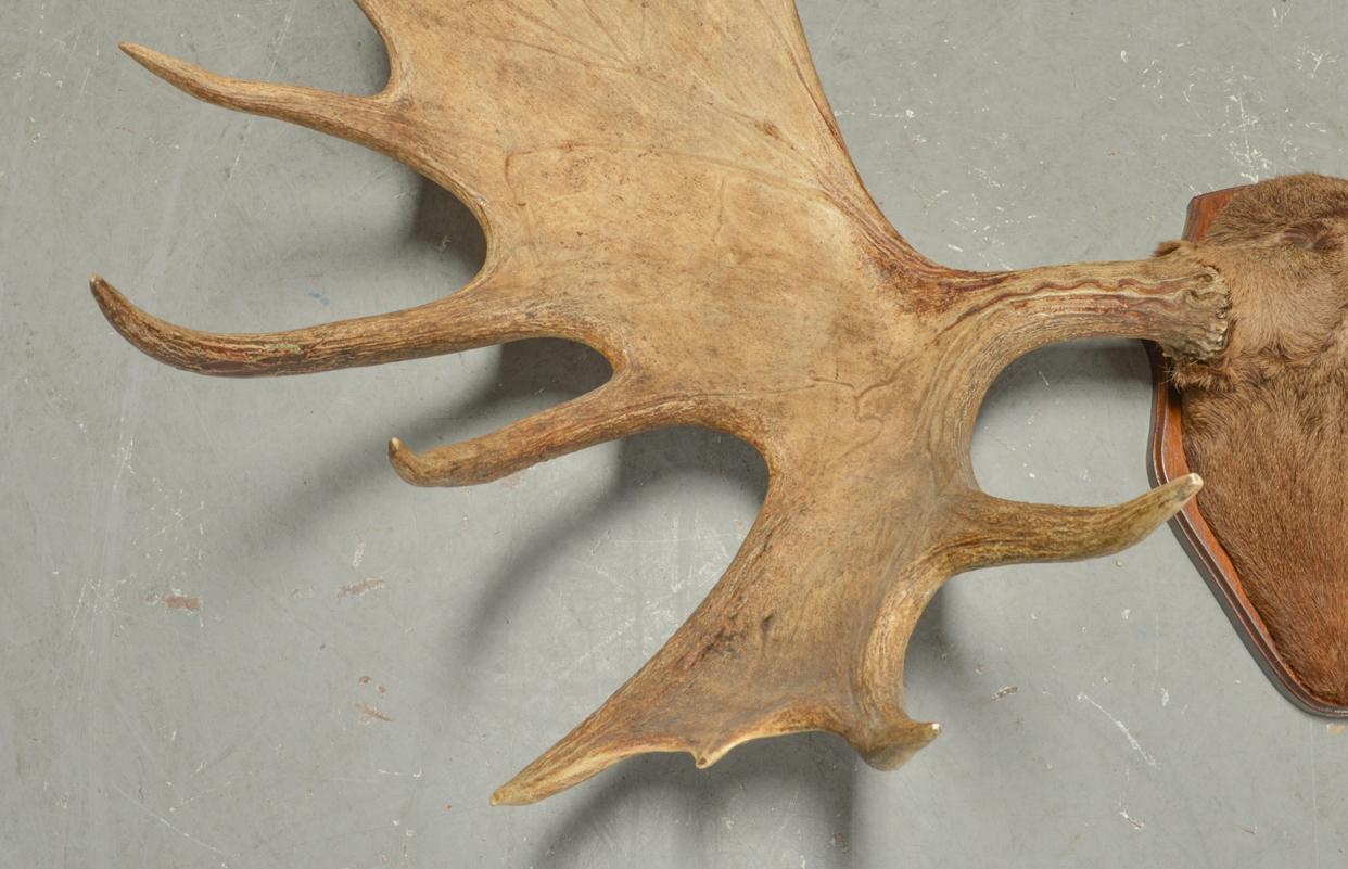 Large and Impressive Swedish Elk Antlers with 29 Points In Good Condition In Søborg, DK