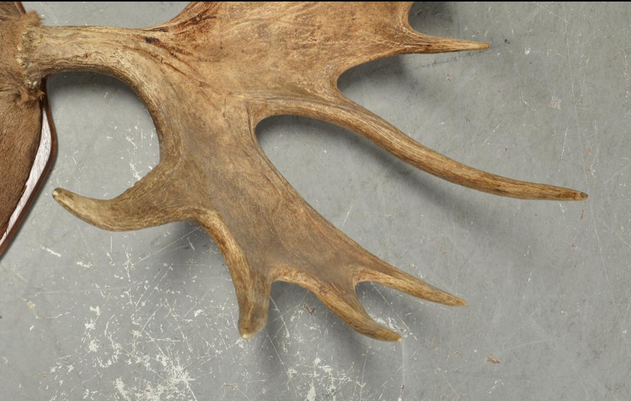 Late 20th Century Large and Impressive Swedish Elk Antlers with 29 Points