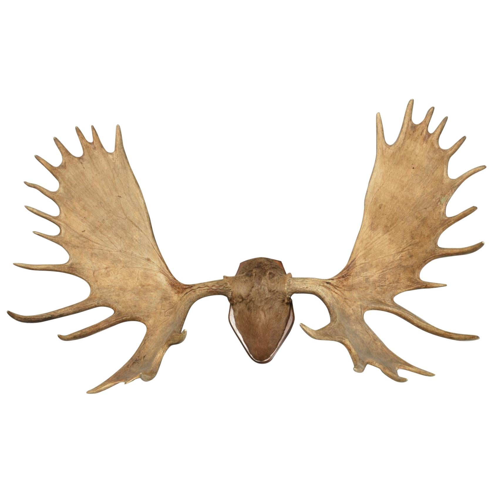 Large and Impressive Swedish Elk Antlers with 29 Points
