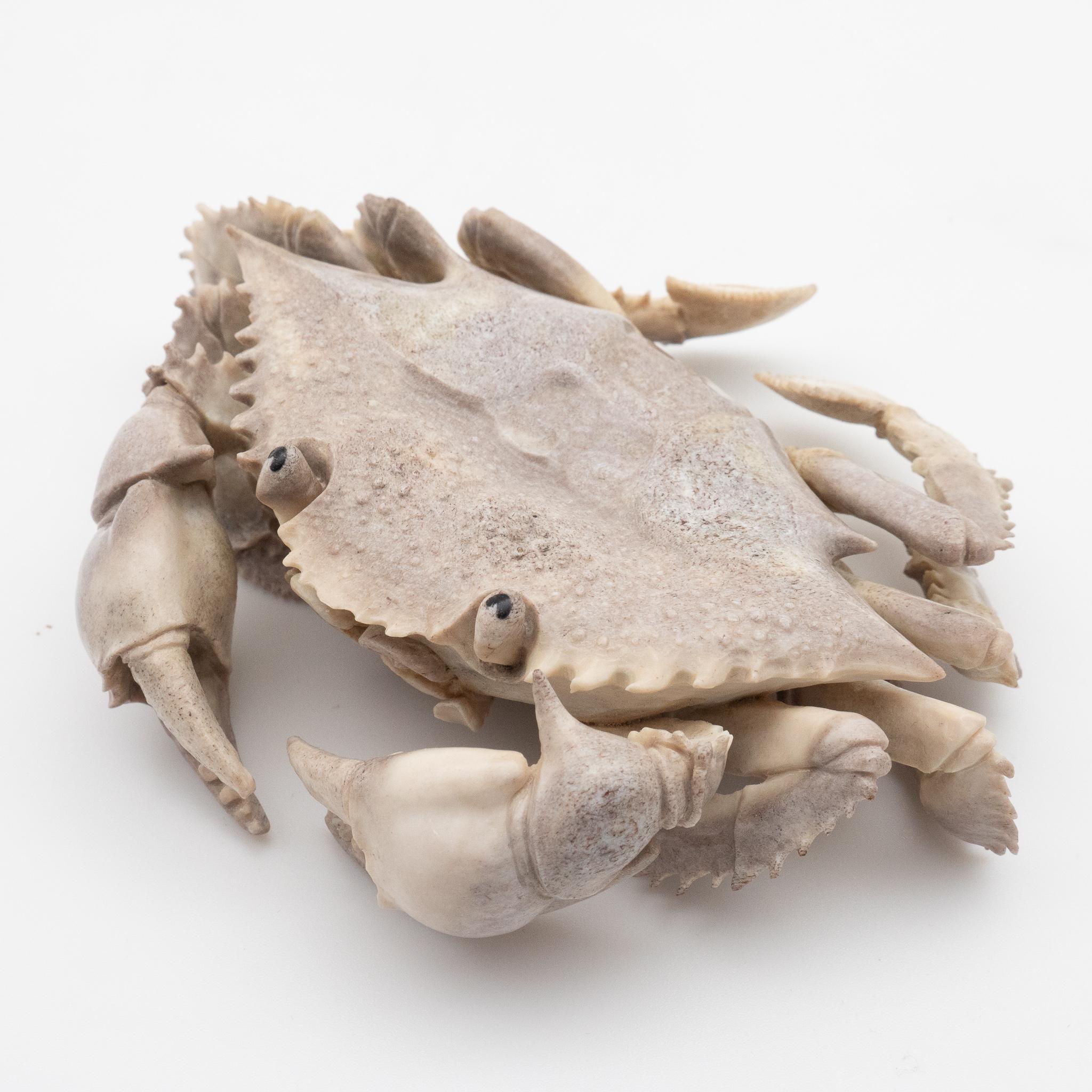 Land and detailed moose antler carving of a crab, from Indonesia. This is a one of a kind object. The moose antler was sourced in North America and then sent to Asia for carving. Quality of ivory, but with sustainability, as the moose naturally shed