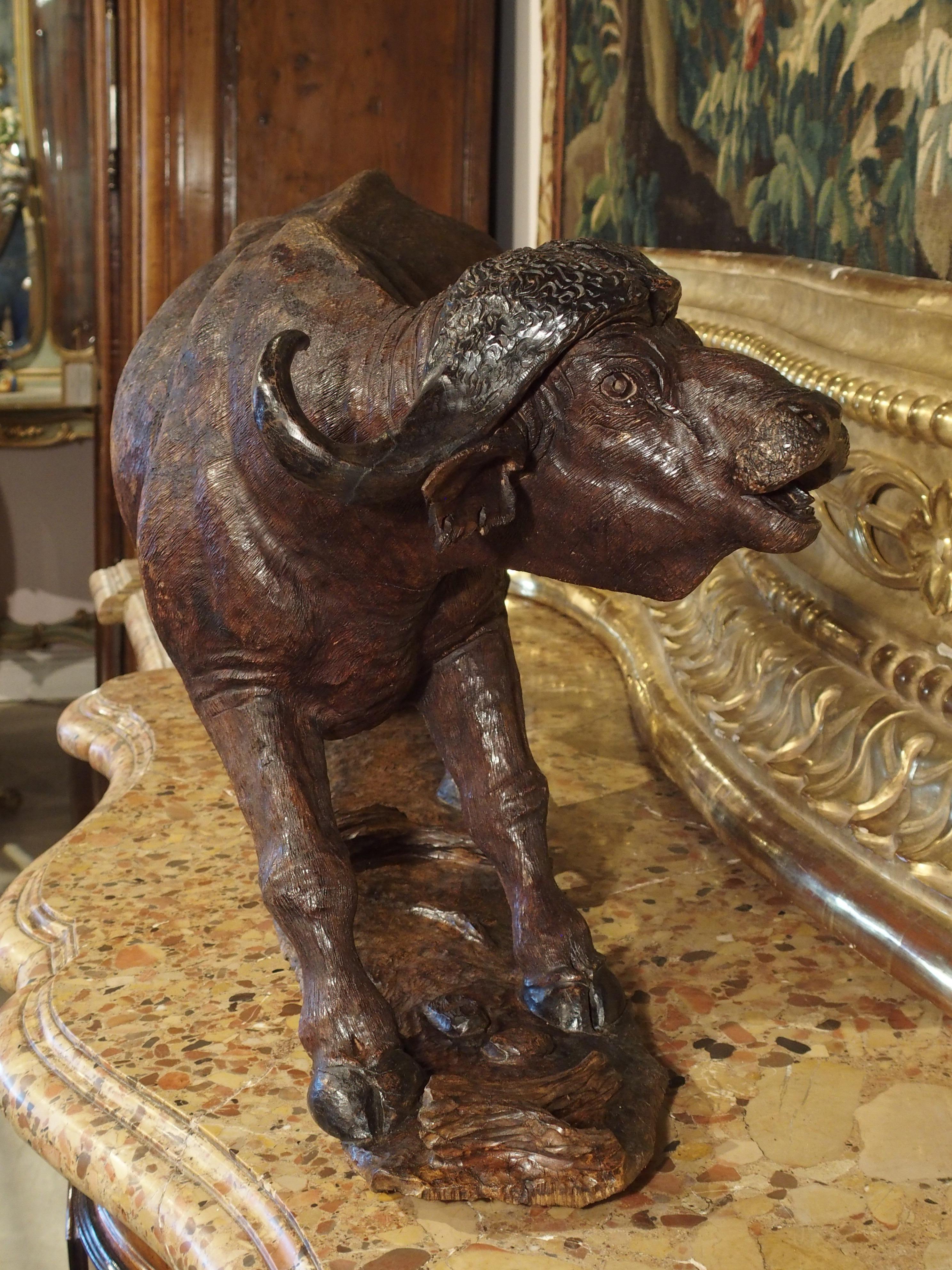 Grande sculpture ancienne de buffle du Cap en bois dur africain, vers 1900 en vente 10