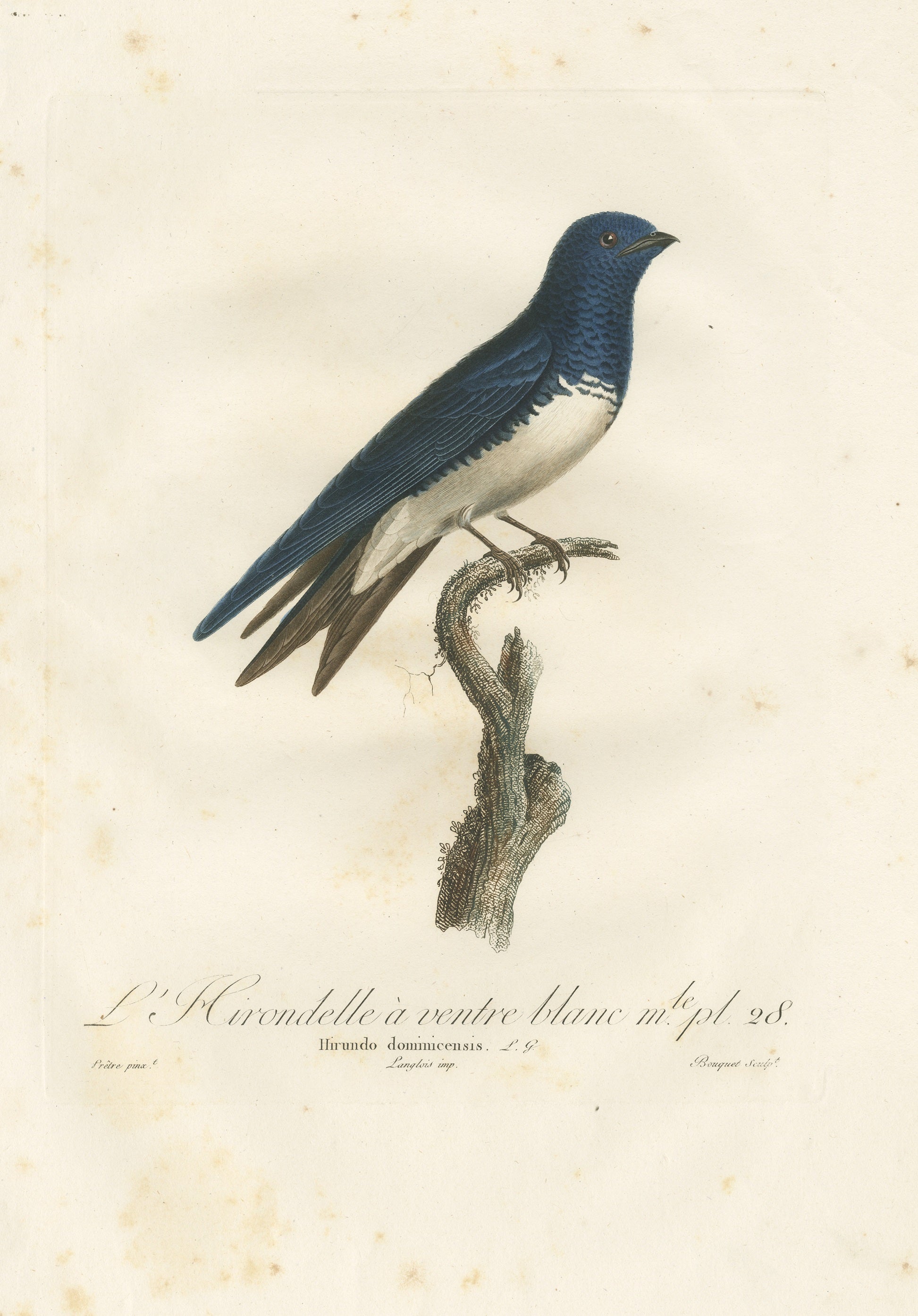 This captivating antique bird print, entitled 