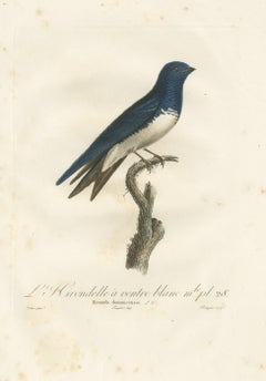 Large Antique Bird Print of a White Bellied Caribbean Martin, circa 1807