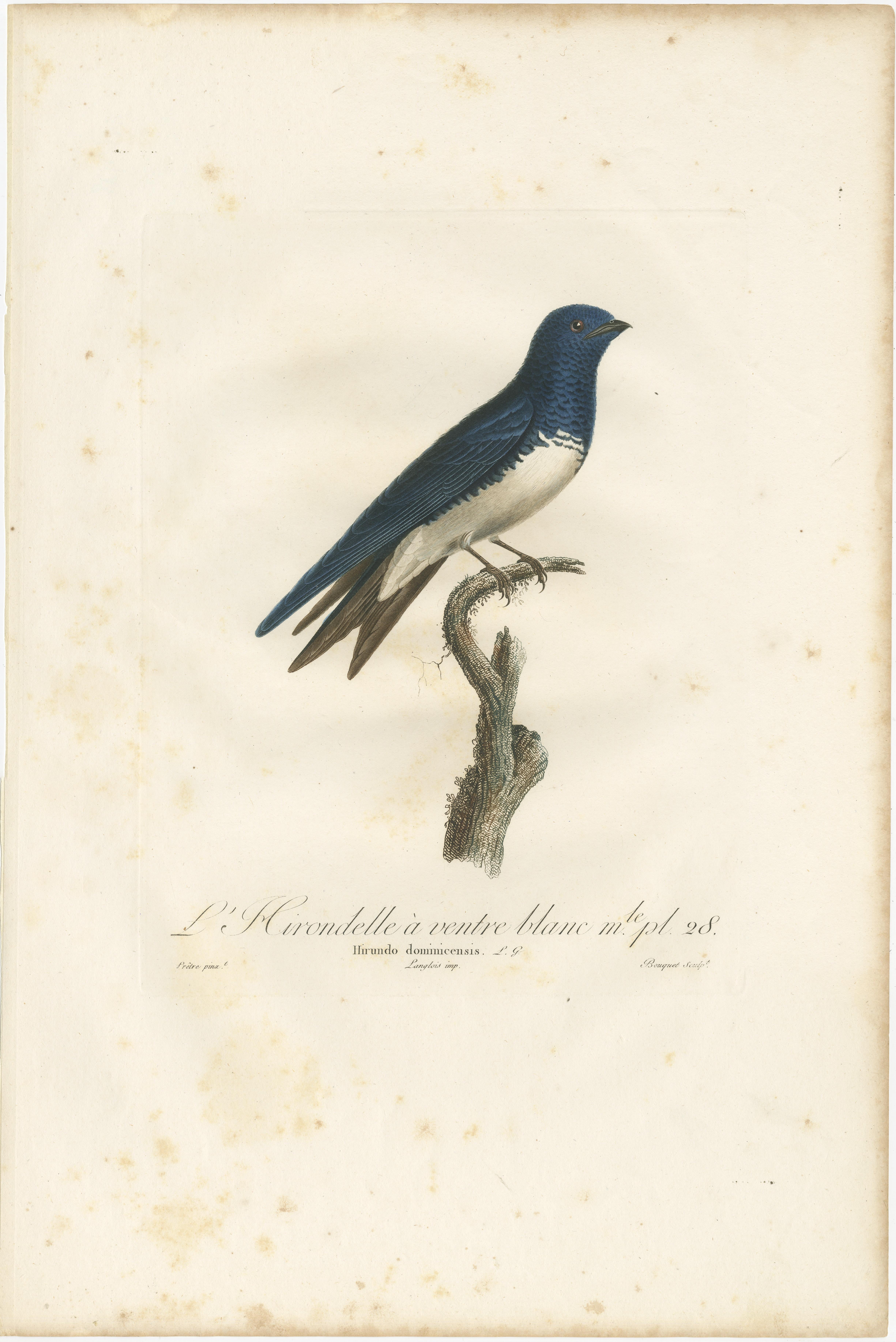 19th Century Large Antique Bird Print of a White Bellied Caribbean Martin, circa 1807 For Sale