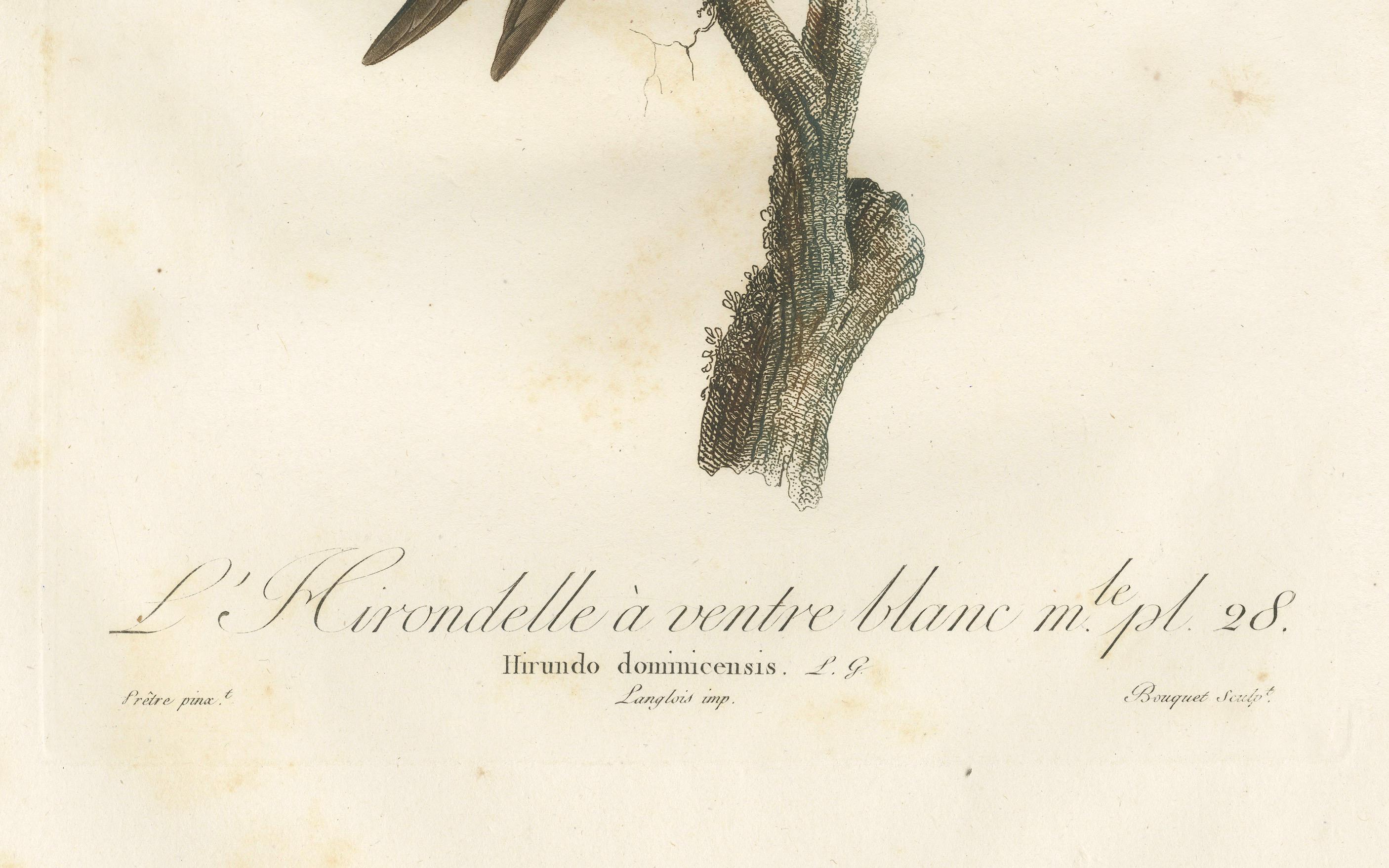 Paper Large Antique Bird Print of a White Bellied Caribbean Martin, circa 1807 For Sale