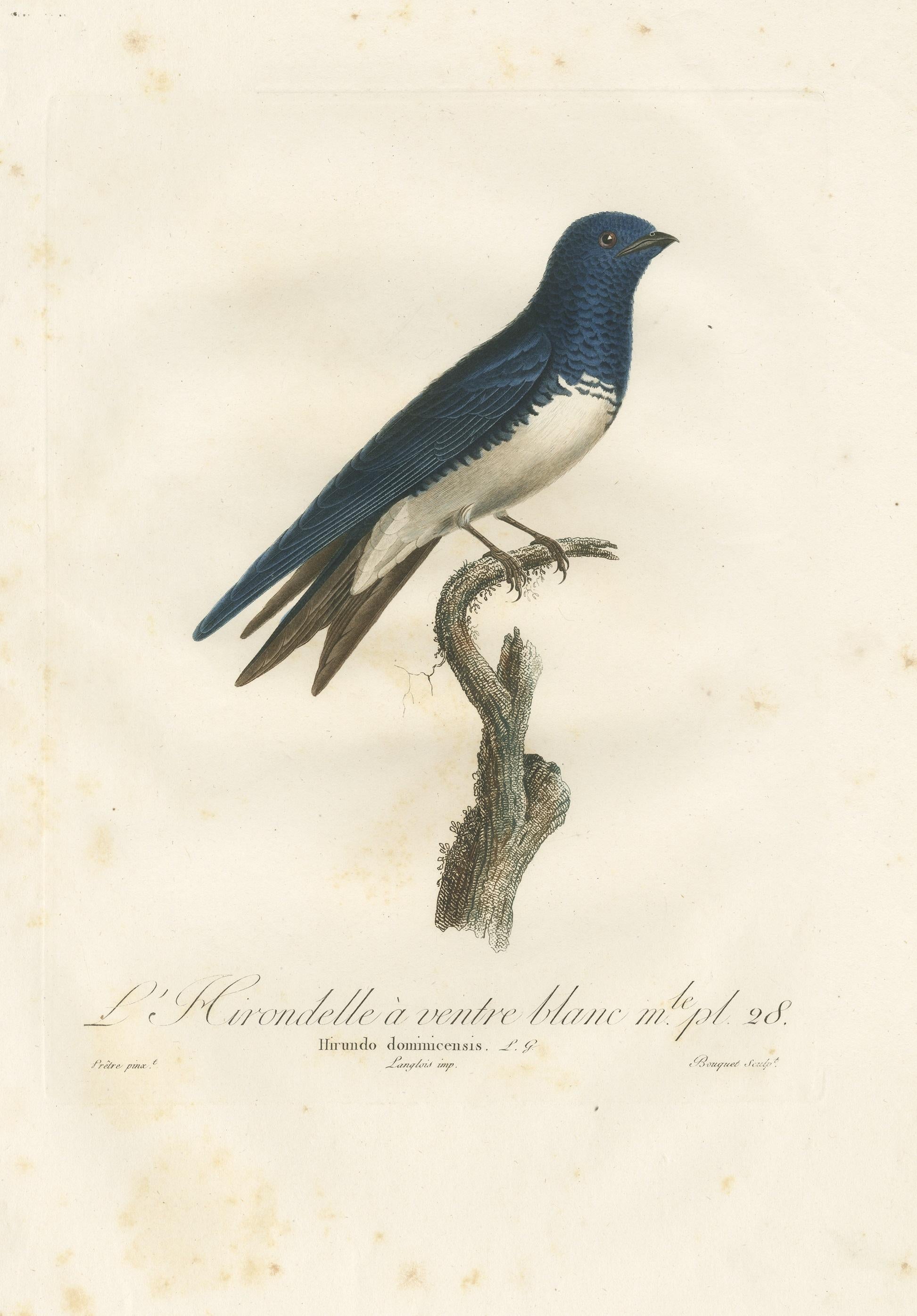 Large Antique Bird Print of a White Bellied Caribbean Martin, circa 1807 For Sale 1