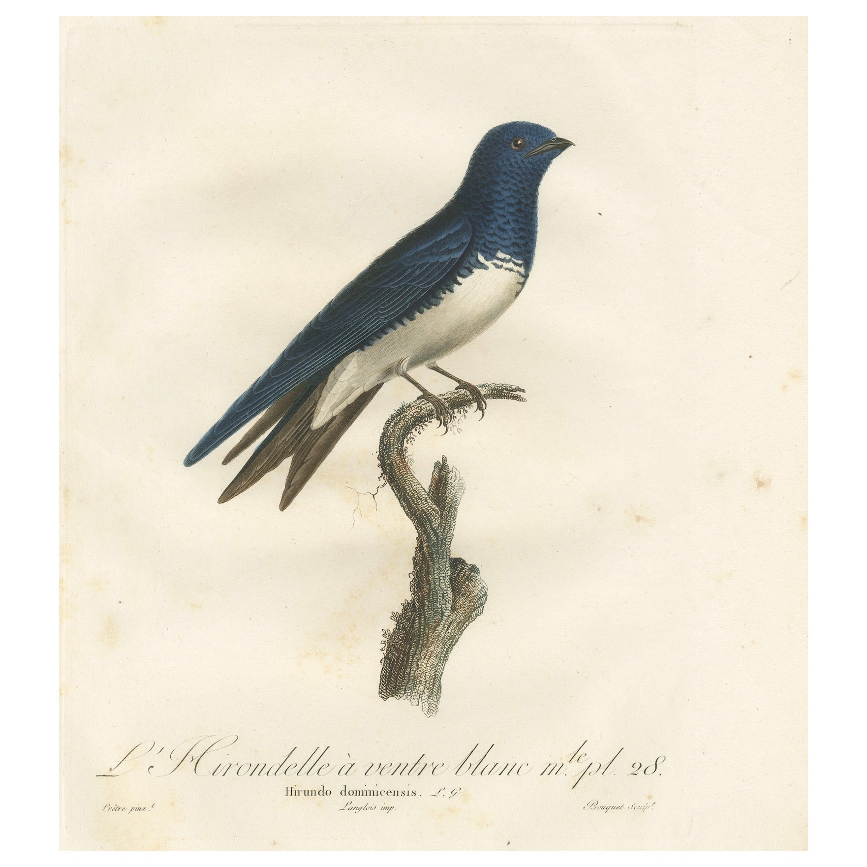 Grande gravure ancienne d'un Martin des Caraïbes à ventre blanc, vers 1807