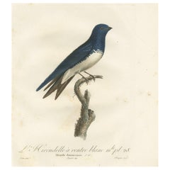 Grande gravure ancienne d'un Martin des Caraïbes à ventre blanc, vers 1807