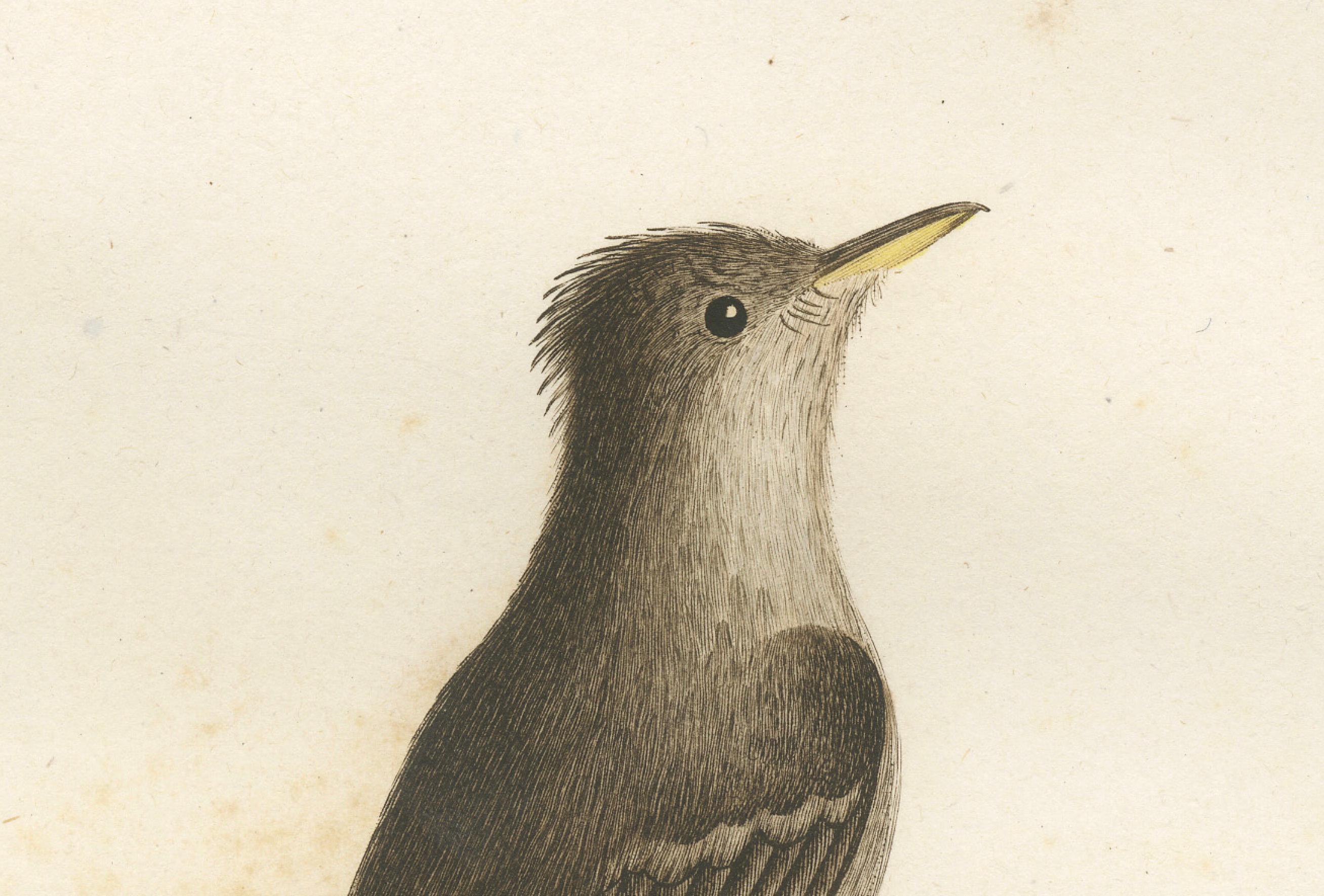 This vintage image is a handcolored antique print of an eastern wood pewee, also known as 'Le Moucherolle plaintif'. The bird is depicted perched on a branch, shown in profile facing left. It features delicate coloring with a predominance of gray