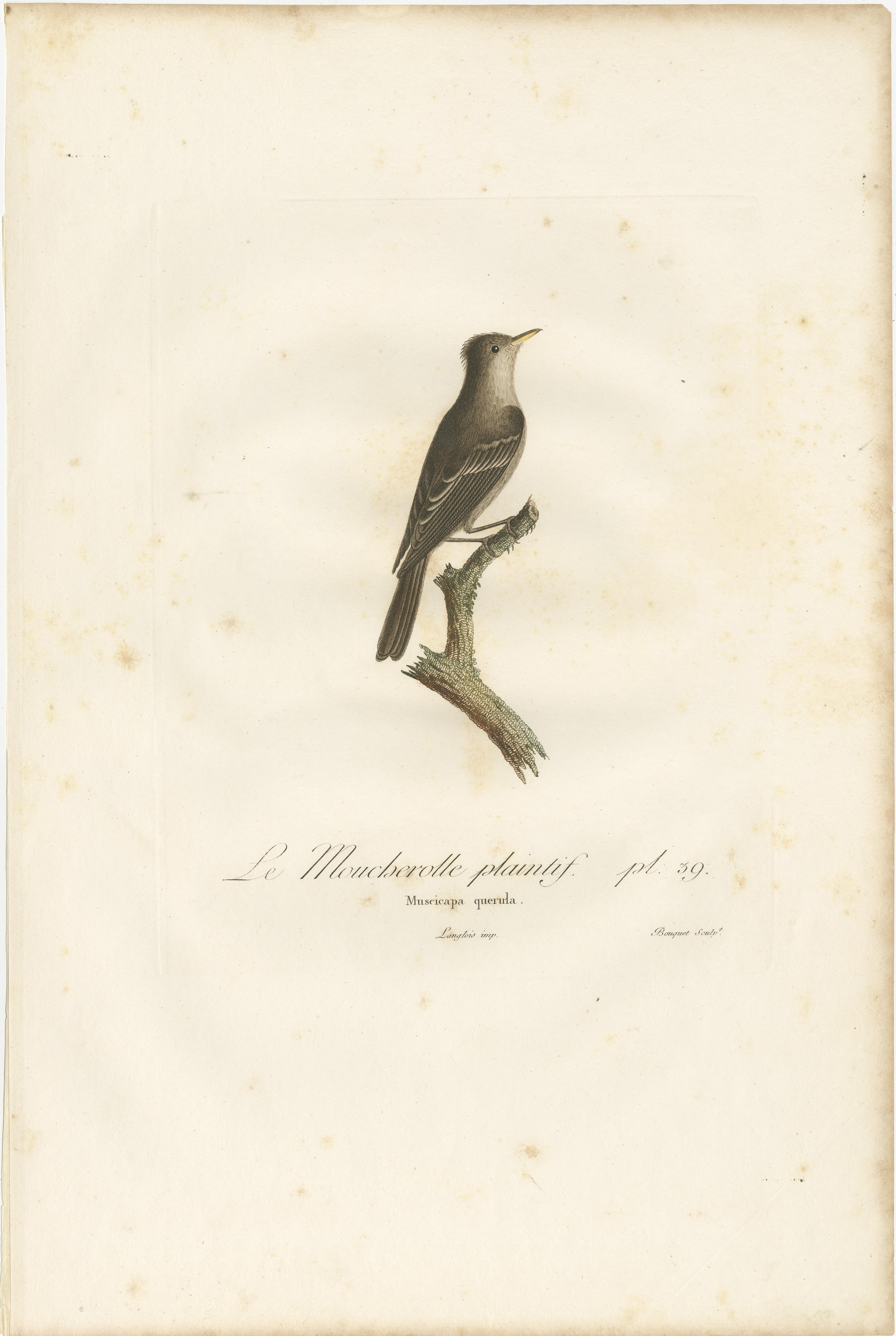 Large Antique Bird Print of an Eastern Wood Pewee In Good Condition For Sale In Langweer, NL
