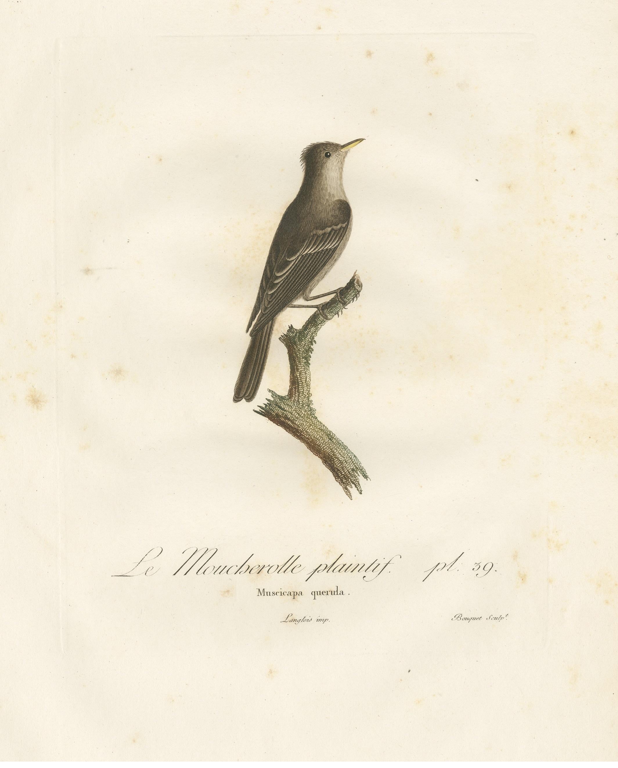19th Century Large Antique Bird Print of an Eastern Wood Pewee  For Sale