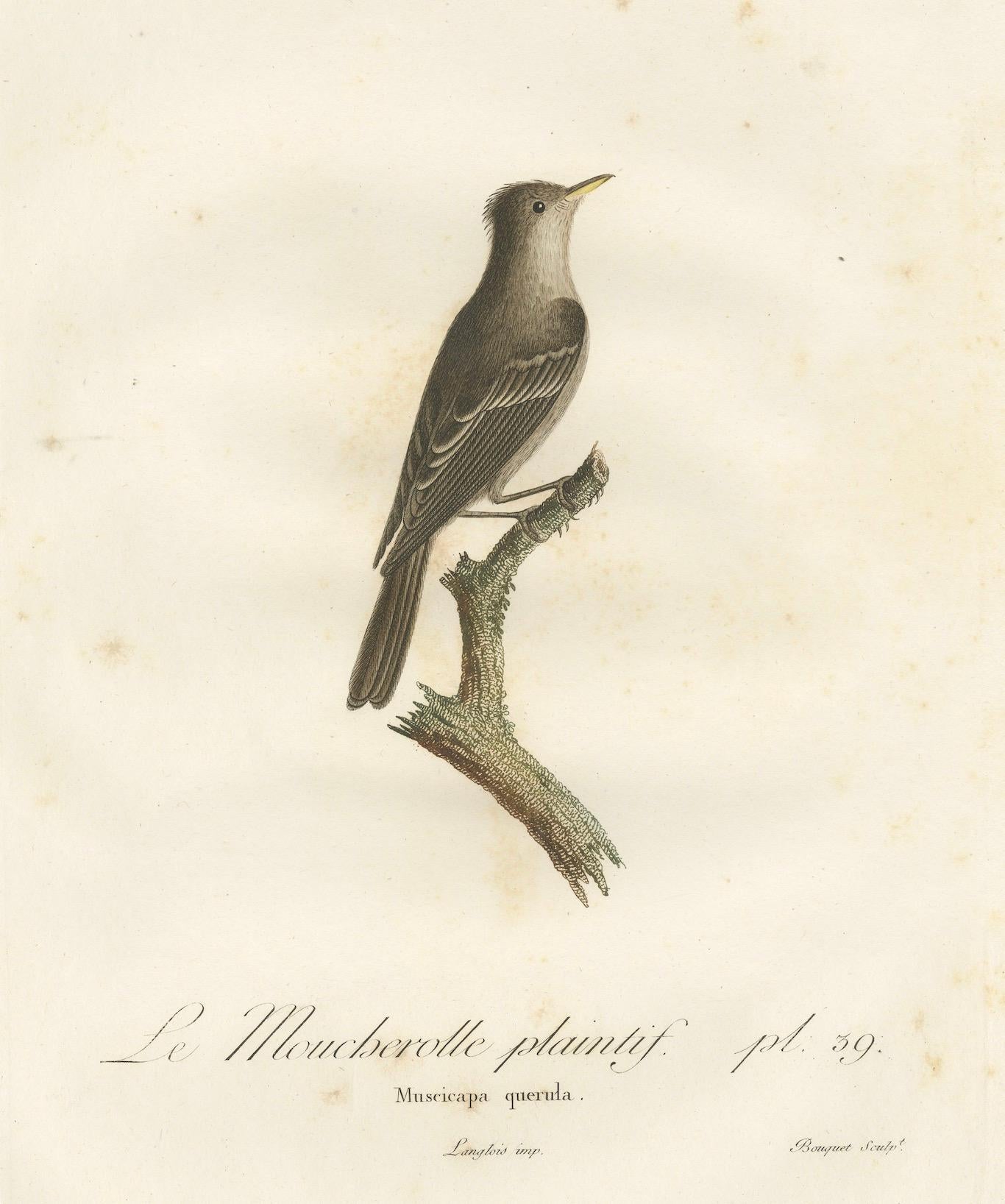 Paper Large Antique Bird Print of an Eastern Wood Pewee  For Sale