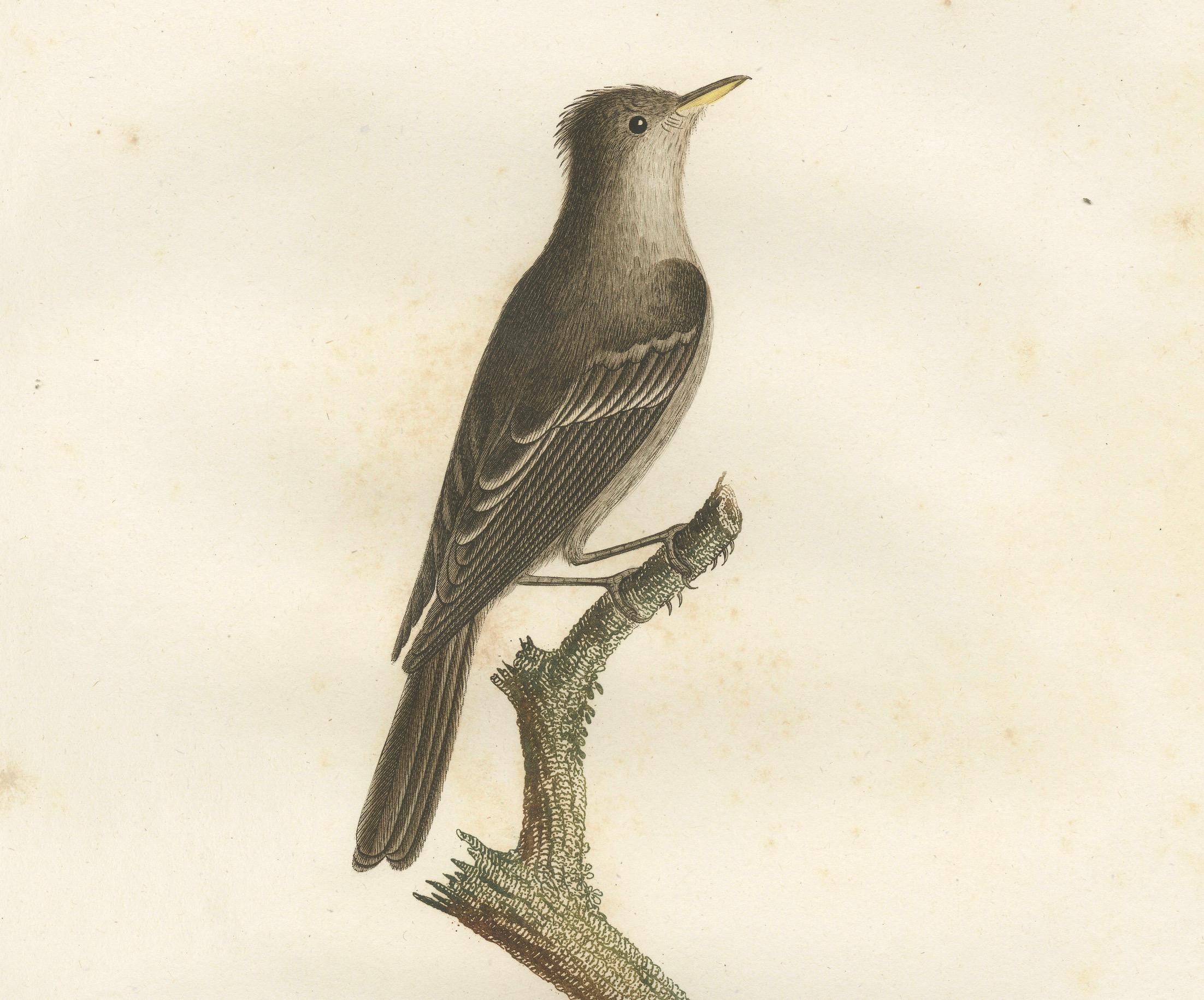 Large Antique Bird Print of an Eastern Wood Pewee  For Sale 1