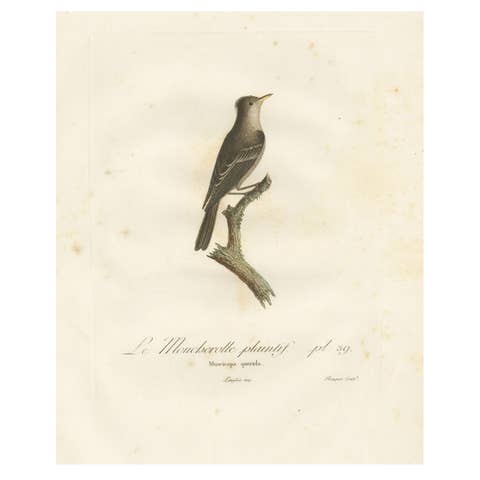 Large Antique Bird Print of an Eastern Wood Pewee