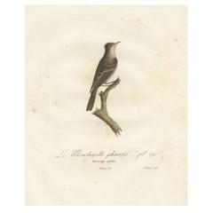 Large Antique Bird Print of an Eastern Wood Pewee