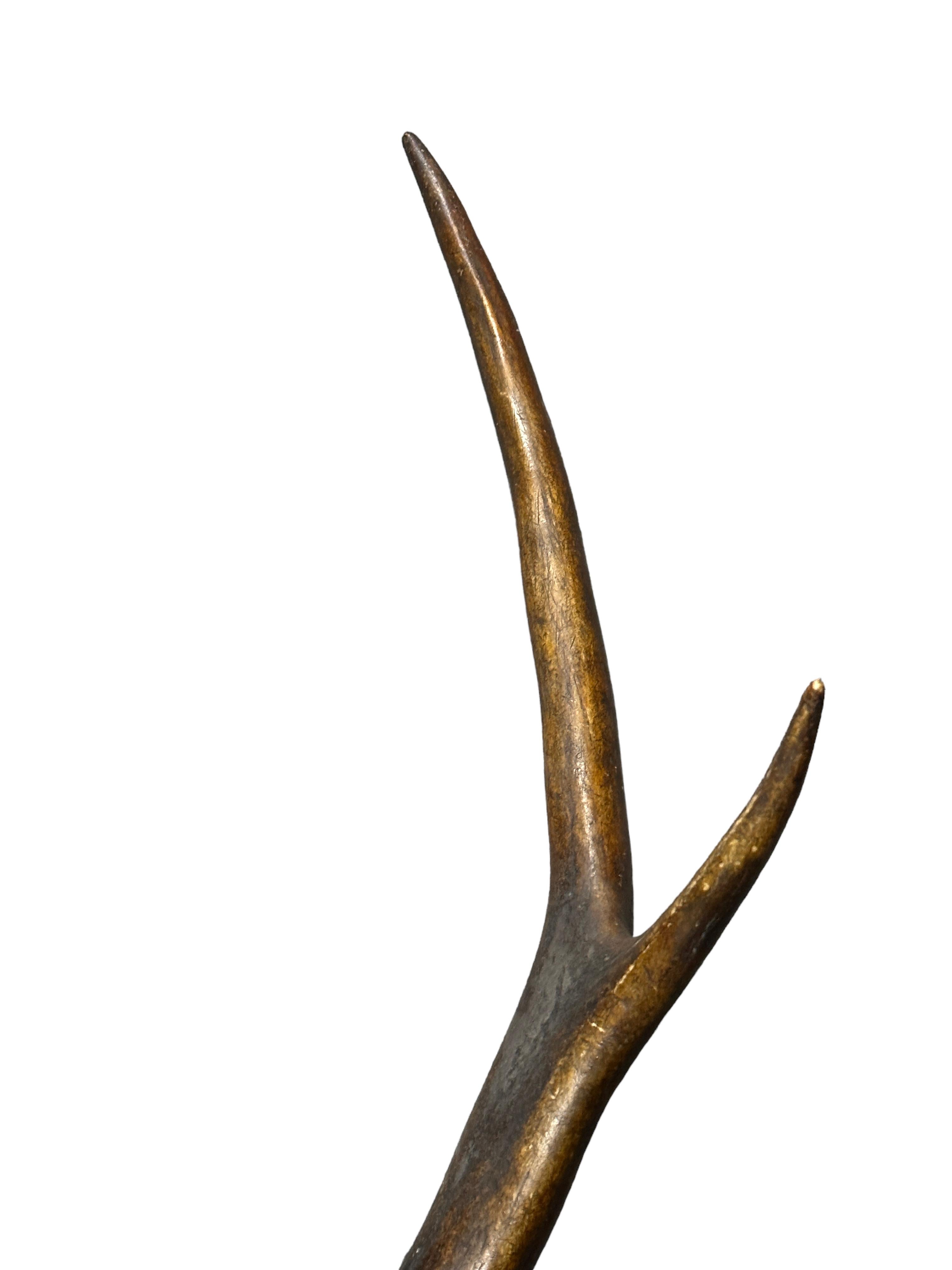 Large Antique Black Forest Deer Antler Trophy Wood Carved Plaque, Austria, 1860s 4