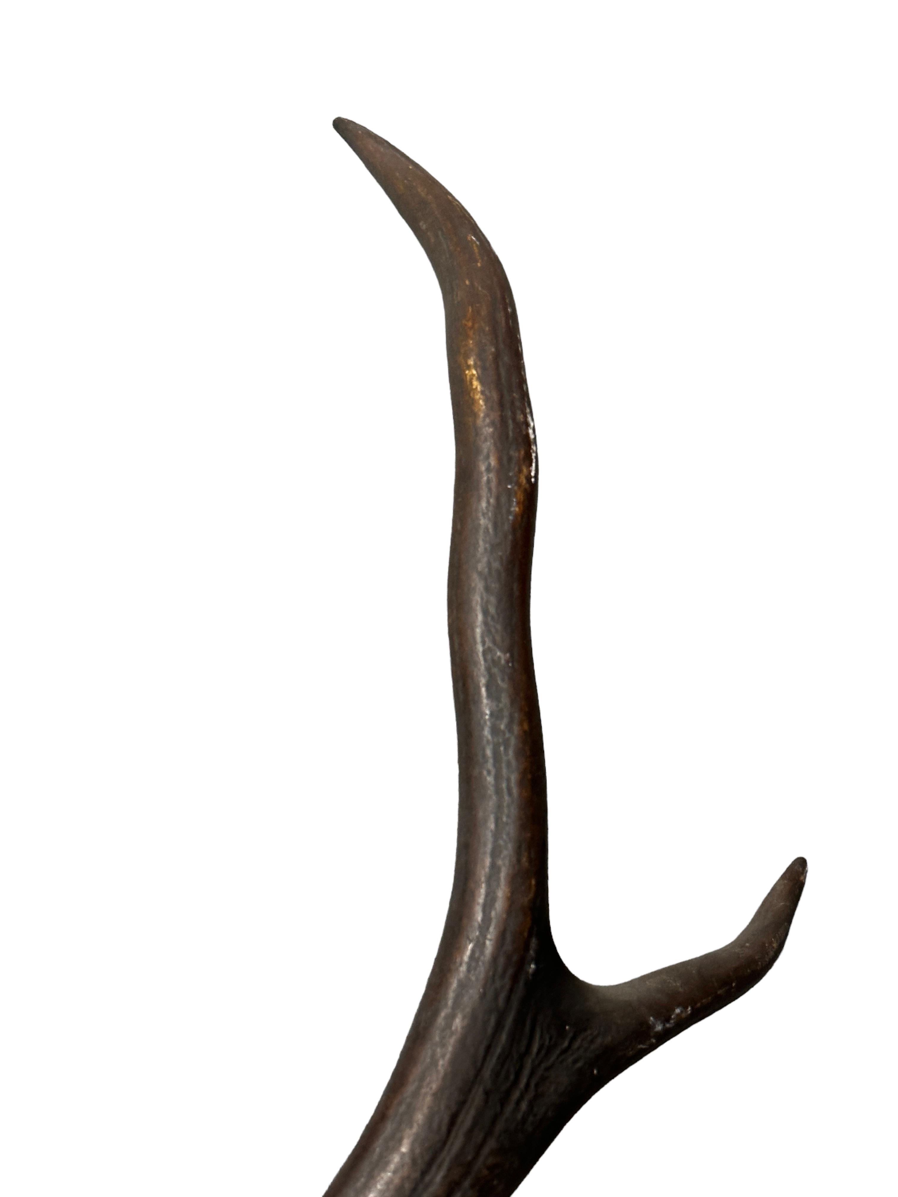 Large Antique Black Forest Deer Antler Trophy Wood Carved Plaque, Austria, 1860s 11