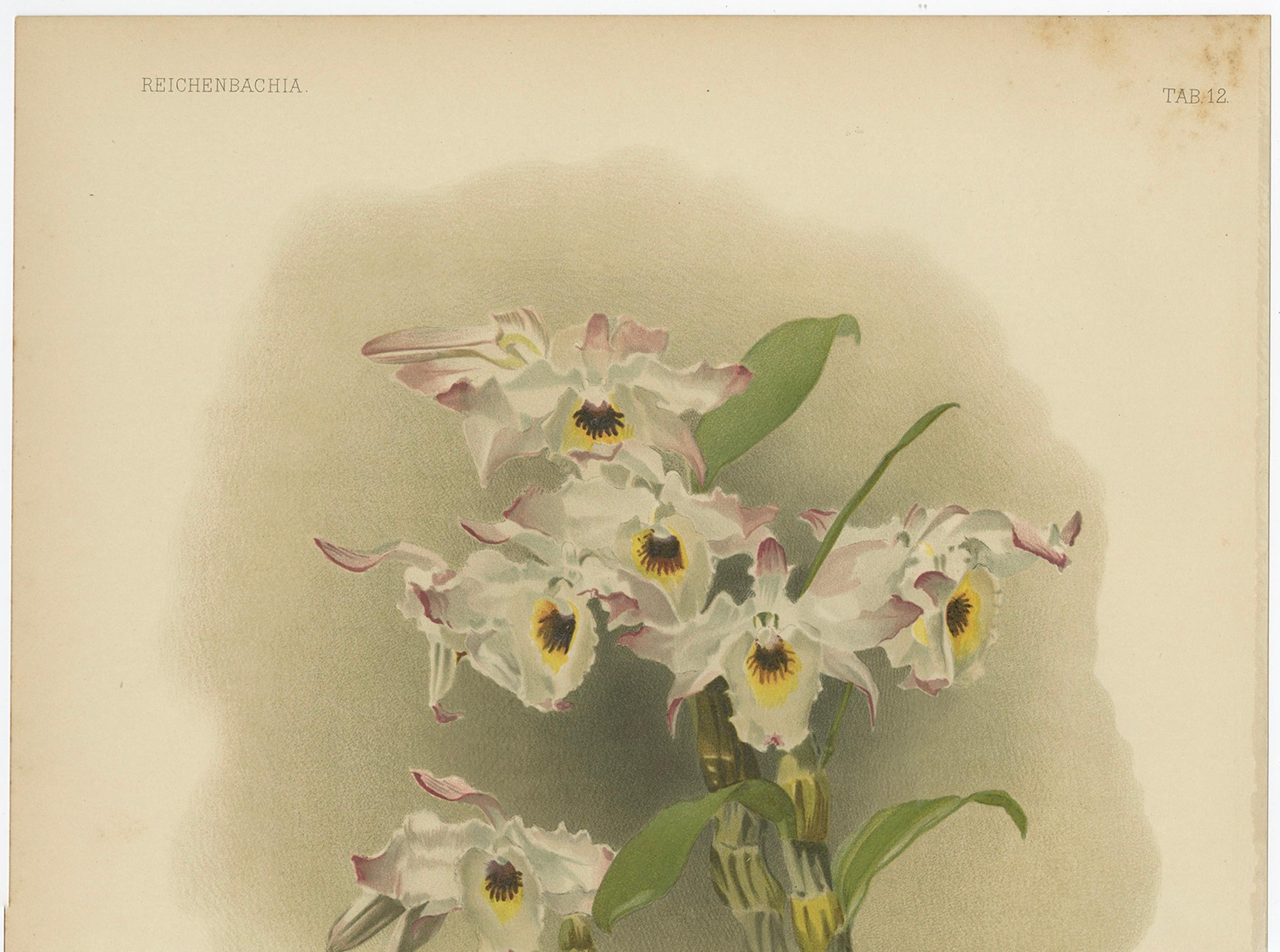Antiker botanischer Druck - Orchidee Dendrobium Melanodiscus, ca. 1888

Beschreibung:
Eine wunderschön ausgeführte Chromolithografie von Dendrobium Melanodiscus, einer der exotischeren und visuell komplexeren Arten der Gattung *Dendrobium*, aus dem