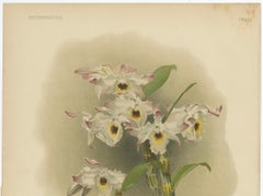 Large Antique Botanical Print – Orchid Dendrobium Melanodiscus, c.1888