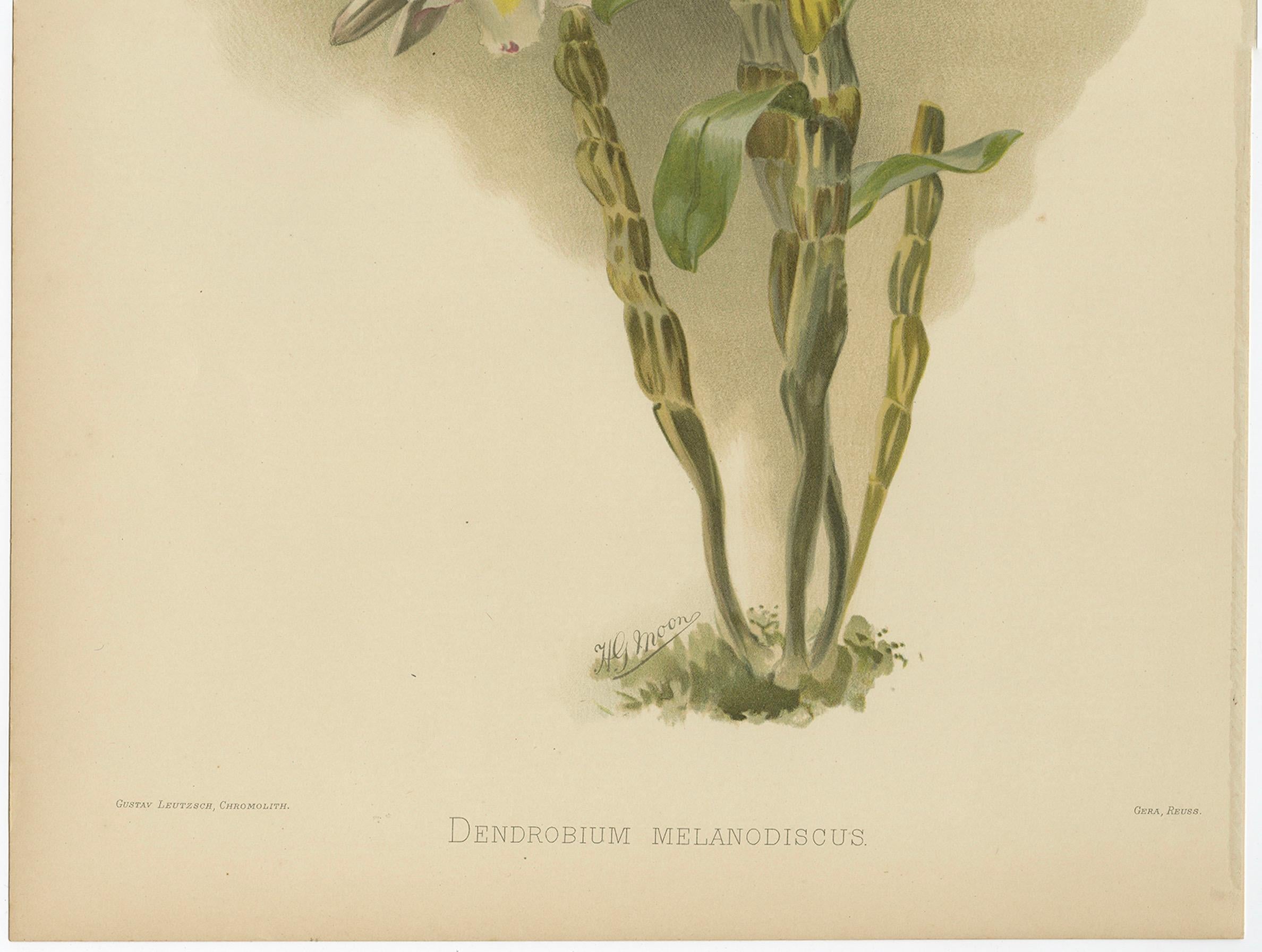 Großer antiker botanischer Druck - Orchidee Dendrobium Melanodiscus, um 1888 (Deutsch) im Angebot