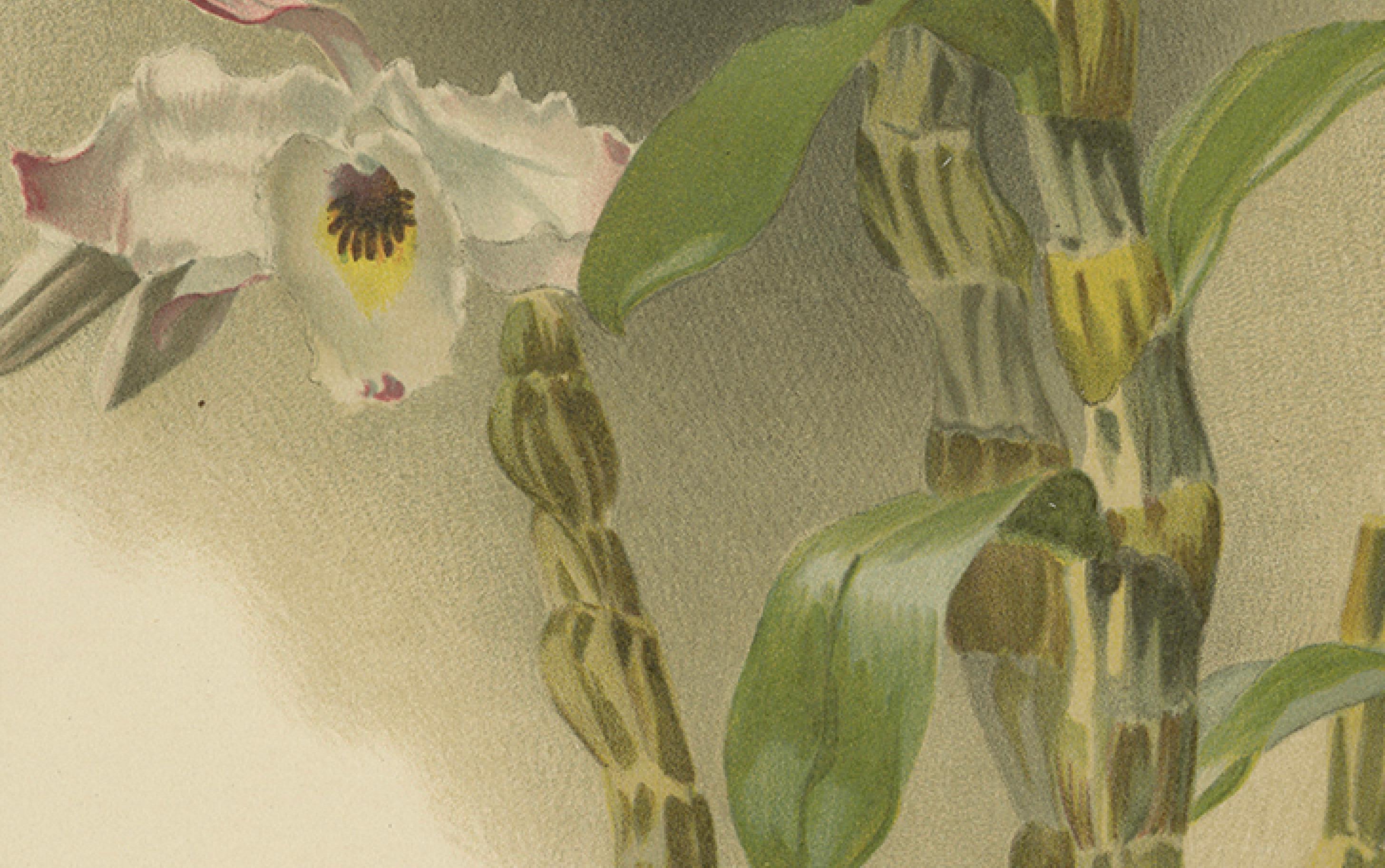 Großer antiker botanischer Druck - Orchidee Dendrobium Melanodiscus, um 1888 im Zustand „Gut“ im Angebot in Langweer, NL