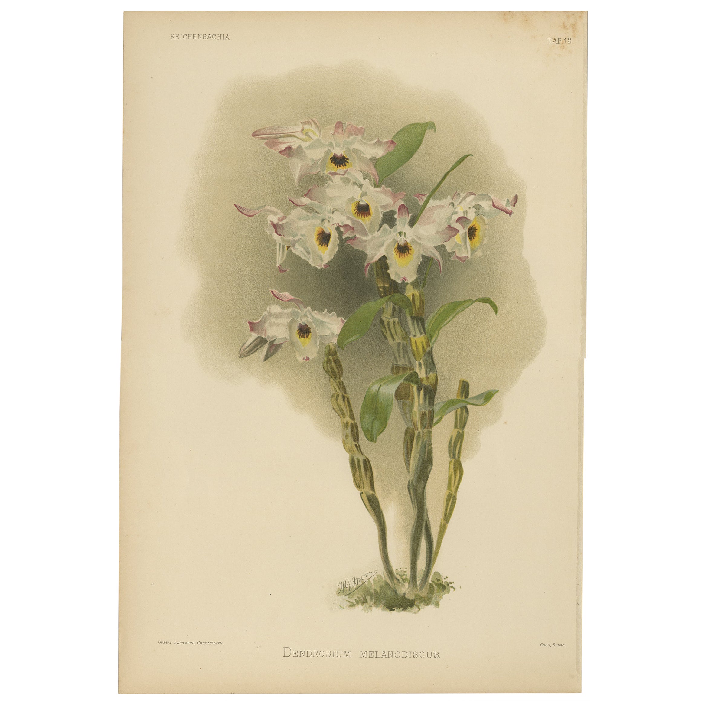Large Antique Botanical Print – Orchid Dendrobium Melanodiscus, c.1888