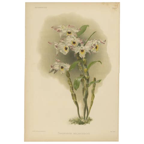 Large Antique Botanical Print – Orchid Dendrobium Melanodiscus, c.1888