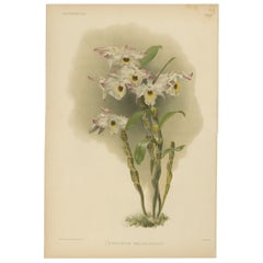 Large Antique Botanical Print – Orchid Dendrobium Melanodiscus, c.1888
