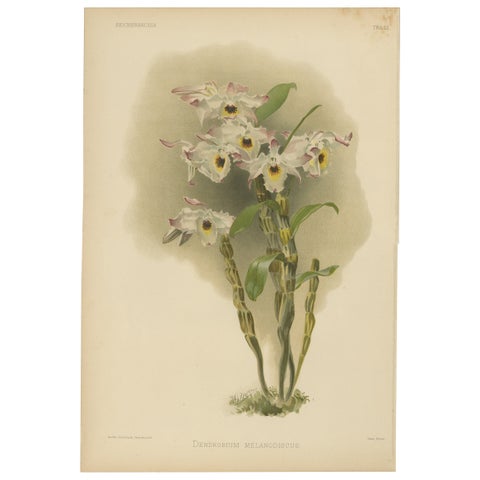 Large Antique Botanical Print, Orchid Dendrobium Melanodiscus, c.1888