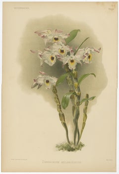 Grande stampa botanica antica - Orchidea Dendrobium Melanodiscus, 1888 ca.