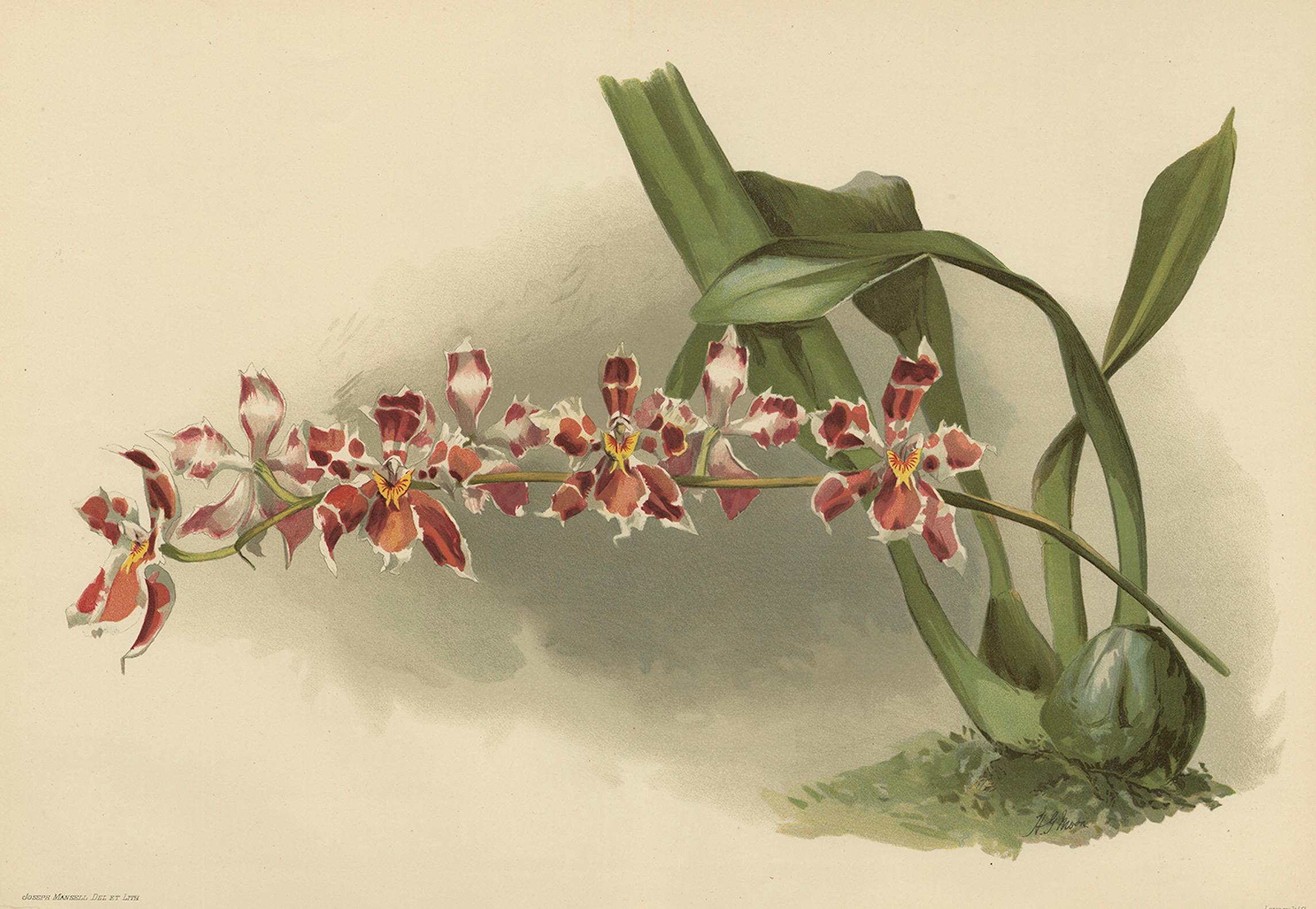 Antique Botanical Print – Orchid Odontoglossum Hybridum Leroyanum, c.1888

A striking and rare botanical print of Odontoglossum (Hybridum) Leroyanum, featuring a vibrant red and white orchid hybrid, from the monumental 19th-century work