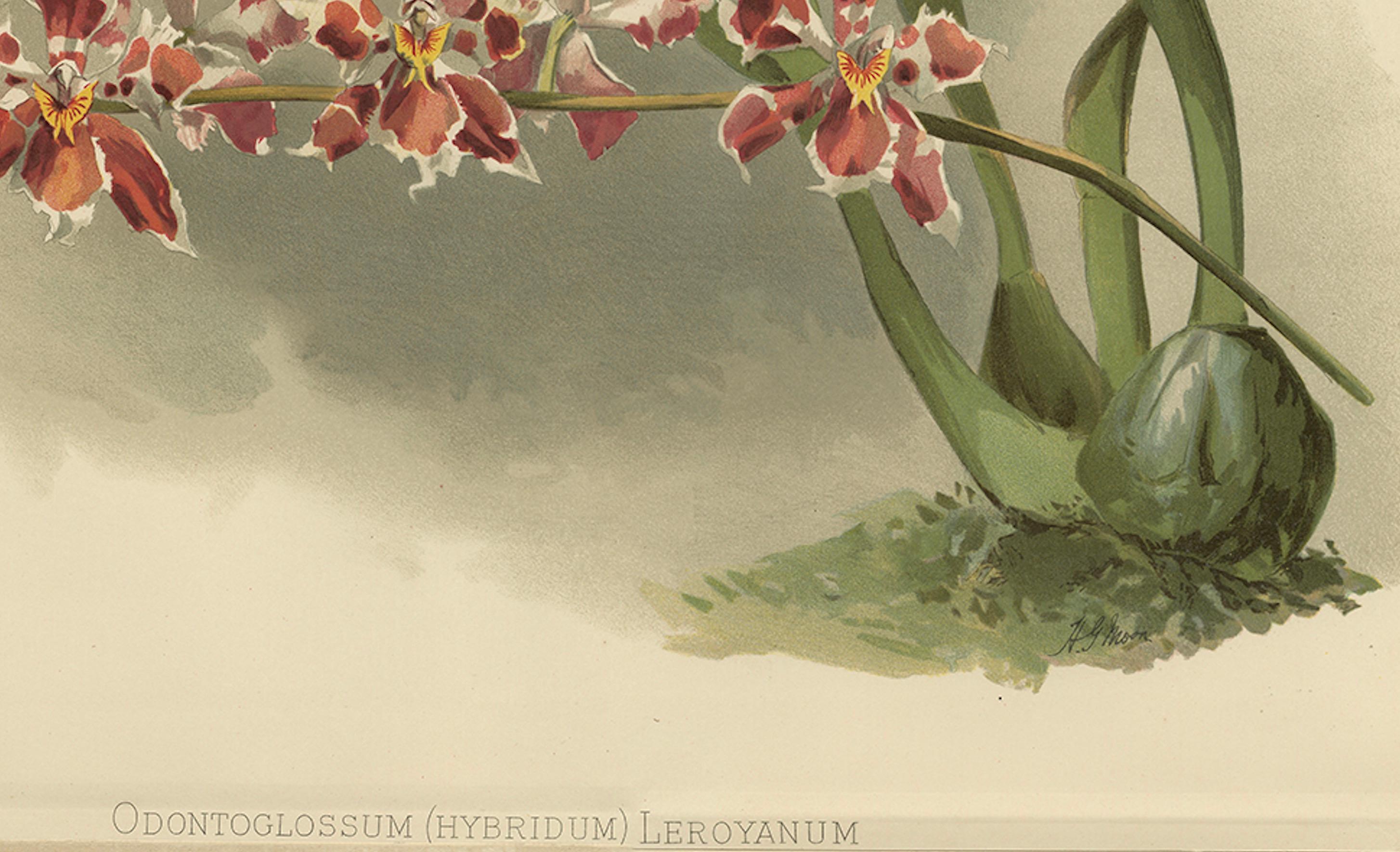 German Large Antique Botanical Print – Orchid Odontoglossum Hybridum Leroyanum, c.1888 For Sale
