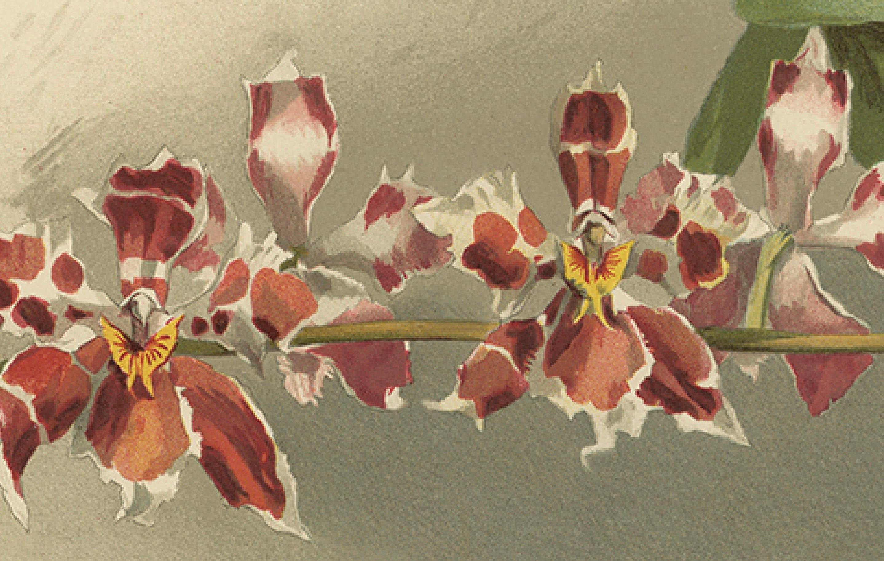 Large Antique Botanical Print – Orchid Odontoglossum Hybridum Leroyanum, c.1888 In Good Condition For Sale In Langweer, NL