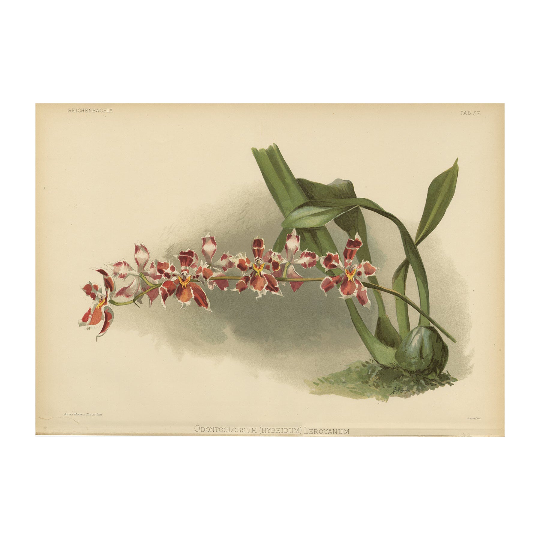 Impresión Botánica Antigua Grande - Orquídea Odontoglossum Hybridum Leroyanum, c.1888