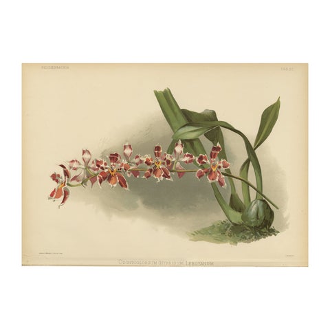Large Antique Botanical Print, Orchid Odontoglossum Hybridum Leroyanum, c.1888